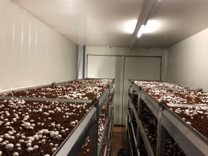 4月完成第2場菇床面積120坪，6月開始生產。