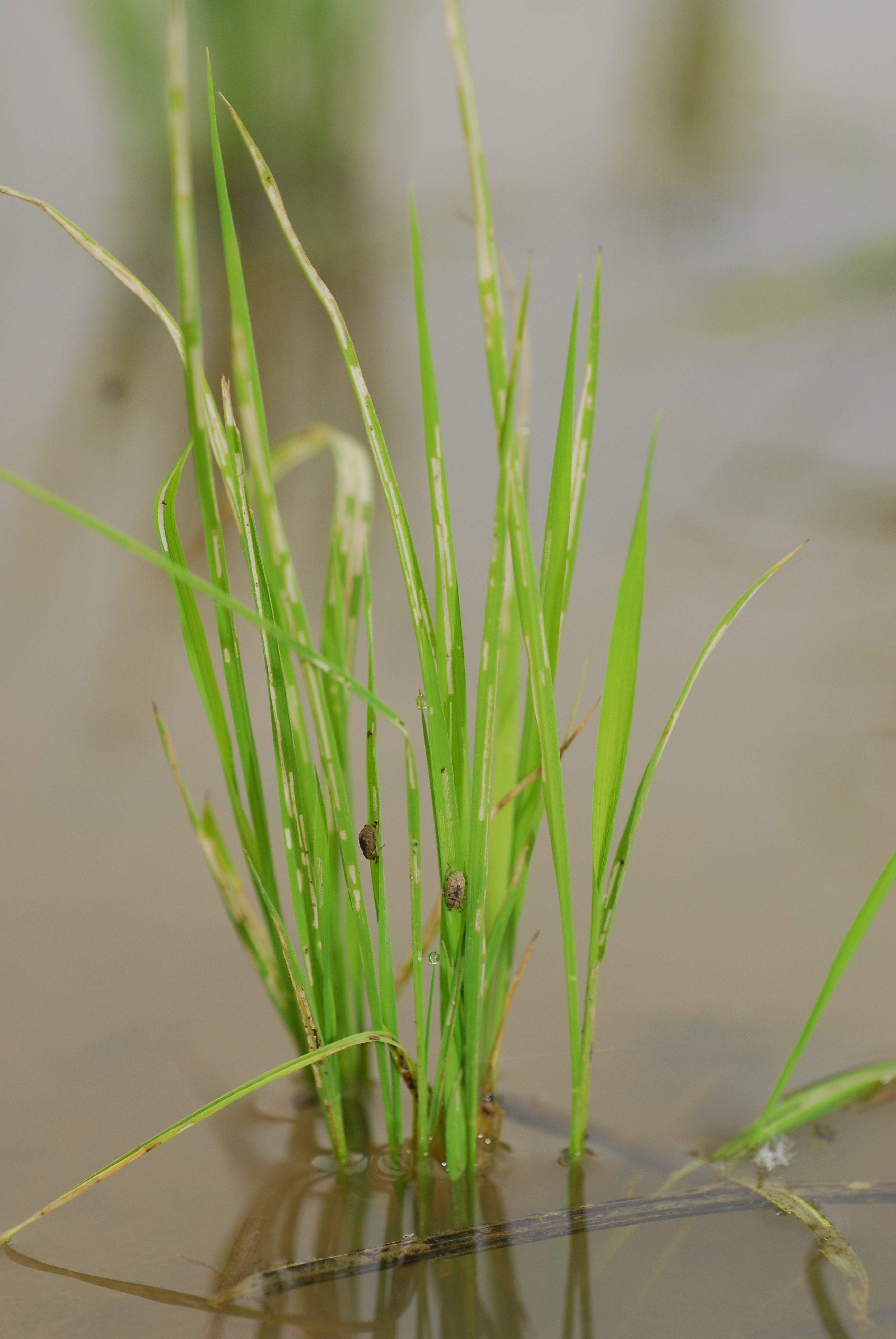 .水稻-水象鼻蟲危害水稻葉片產生白色長條織紋狀食痕