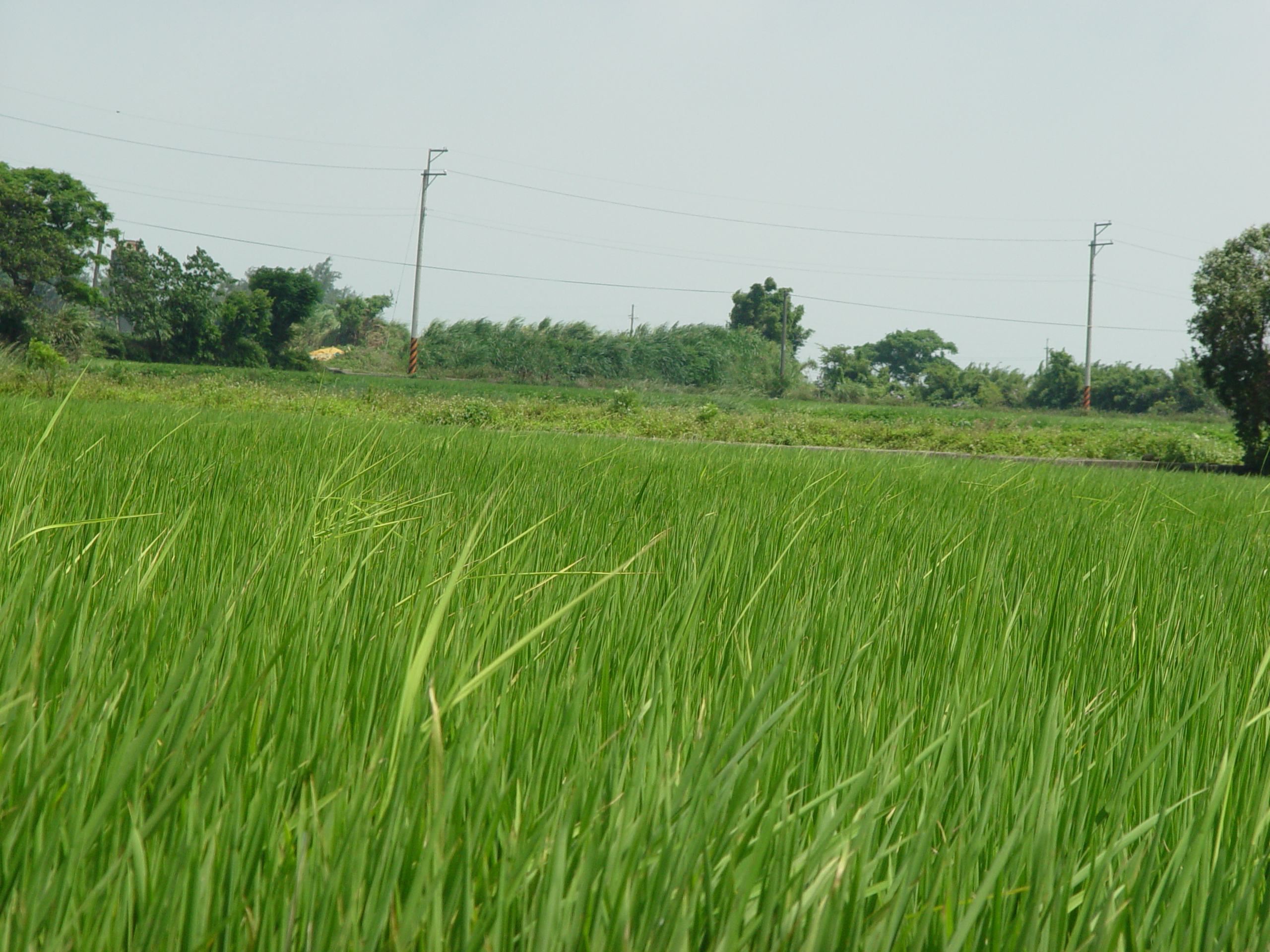 水稻徒長病-吳信郁
