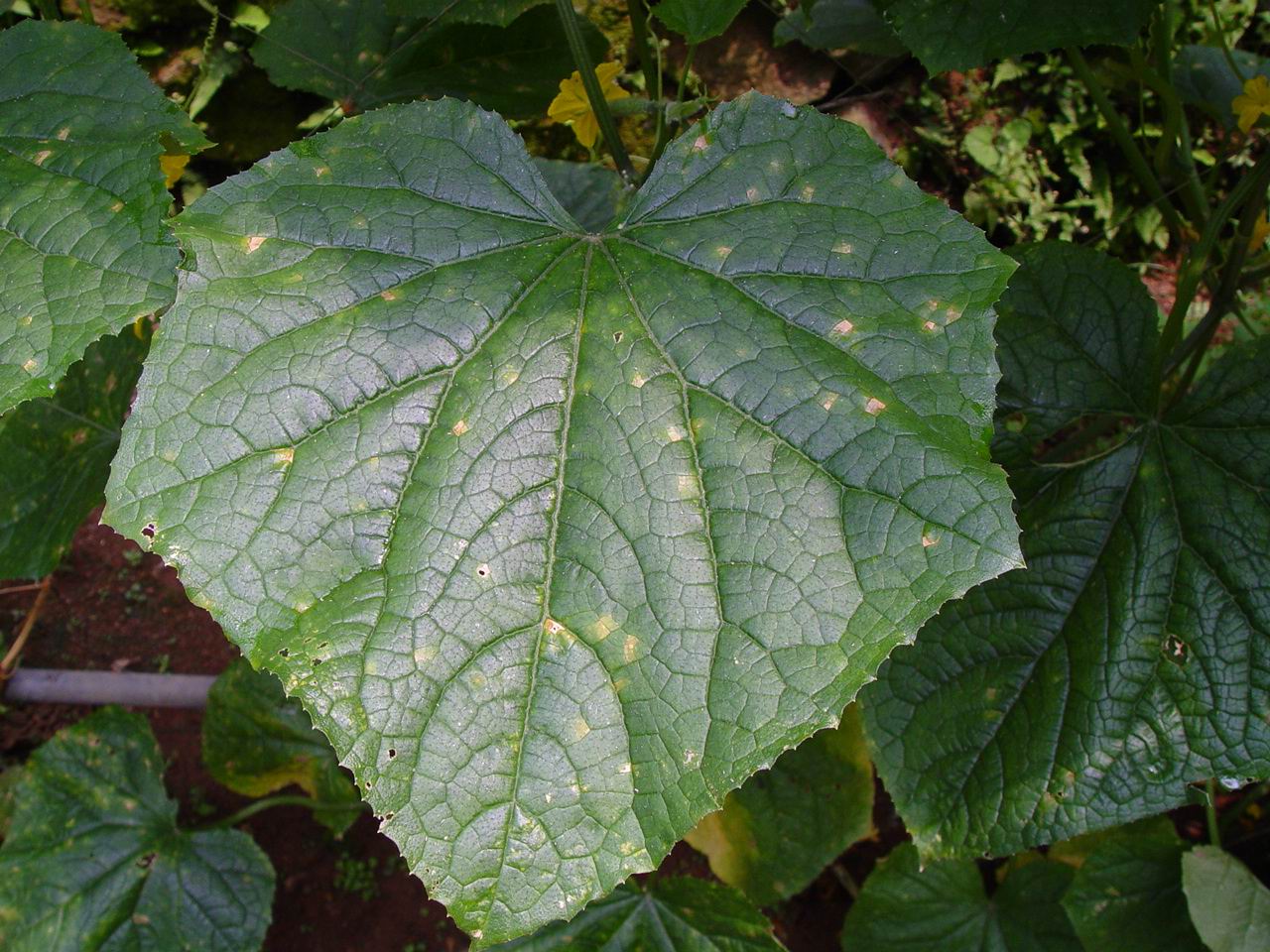 胡瓜露菌病-吳信郁