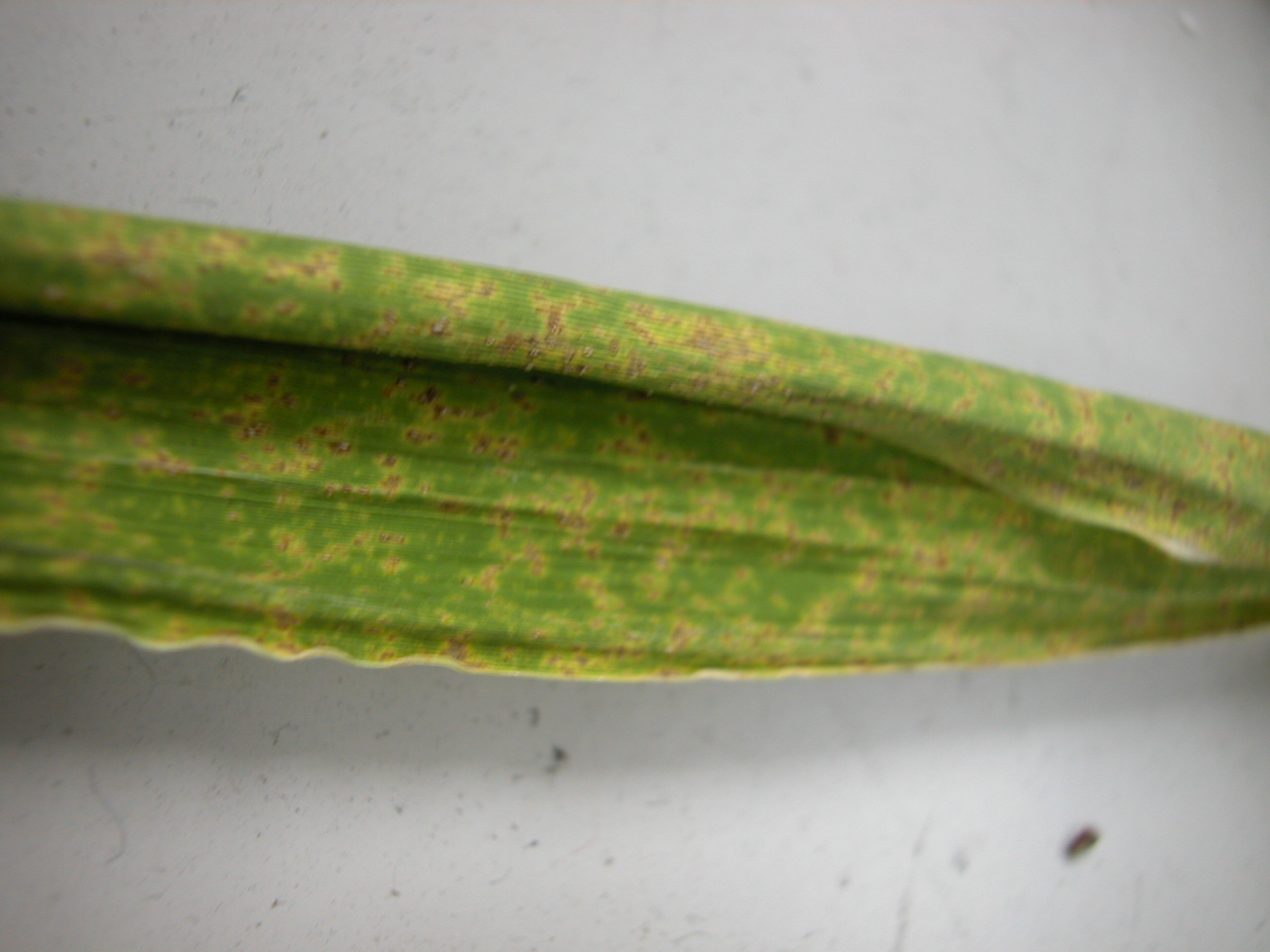 茭白銹病-葉俊巖