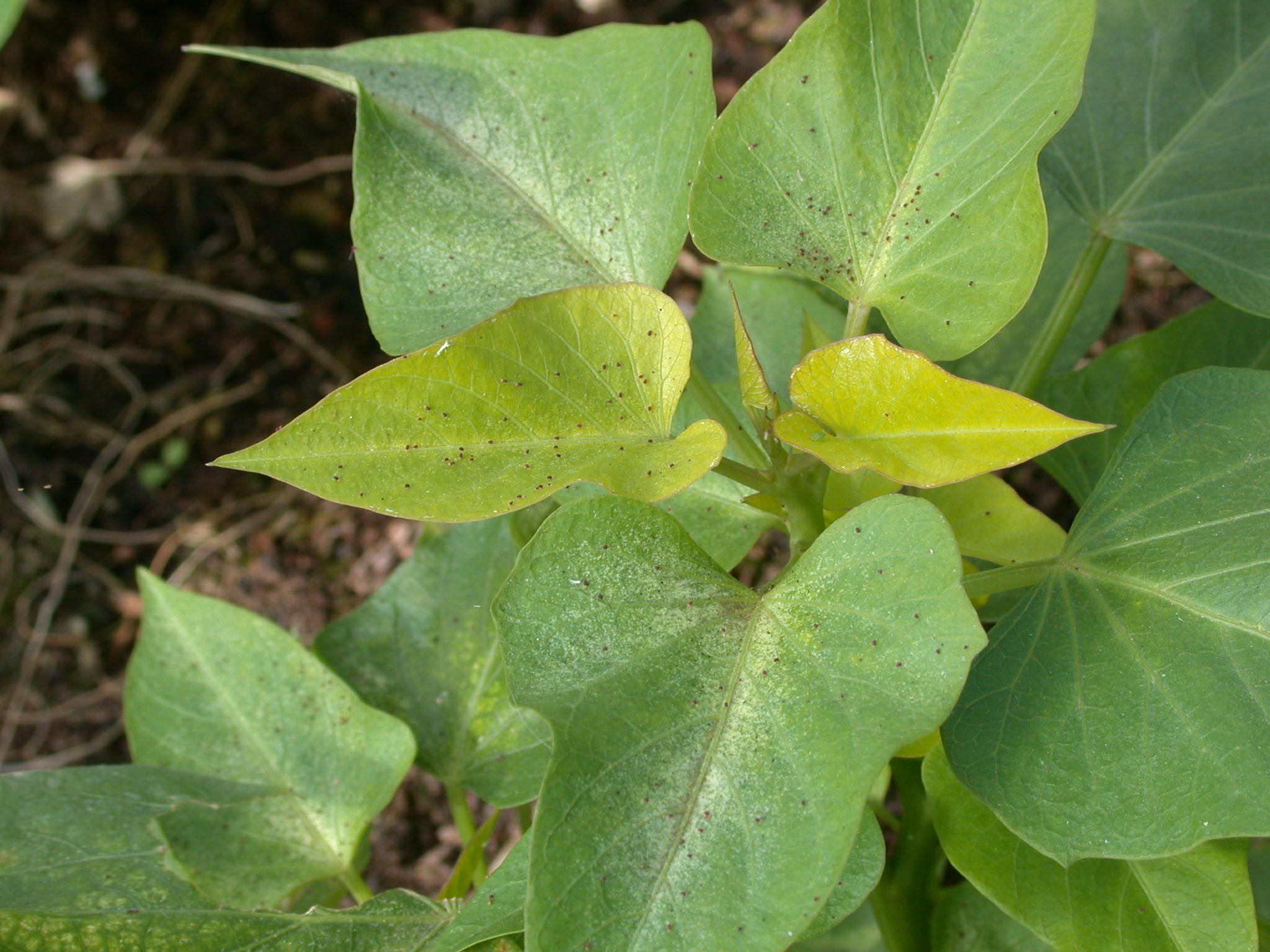 甘藷赤葉蟎危害葉用甘藷葉片-施錫彬