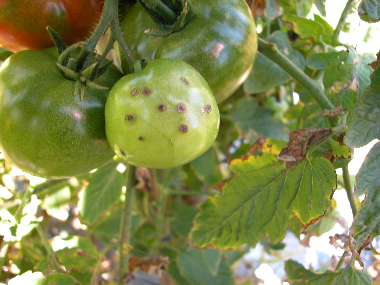 番茄細菌性斑點病-葉俊巖