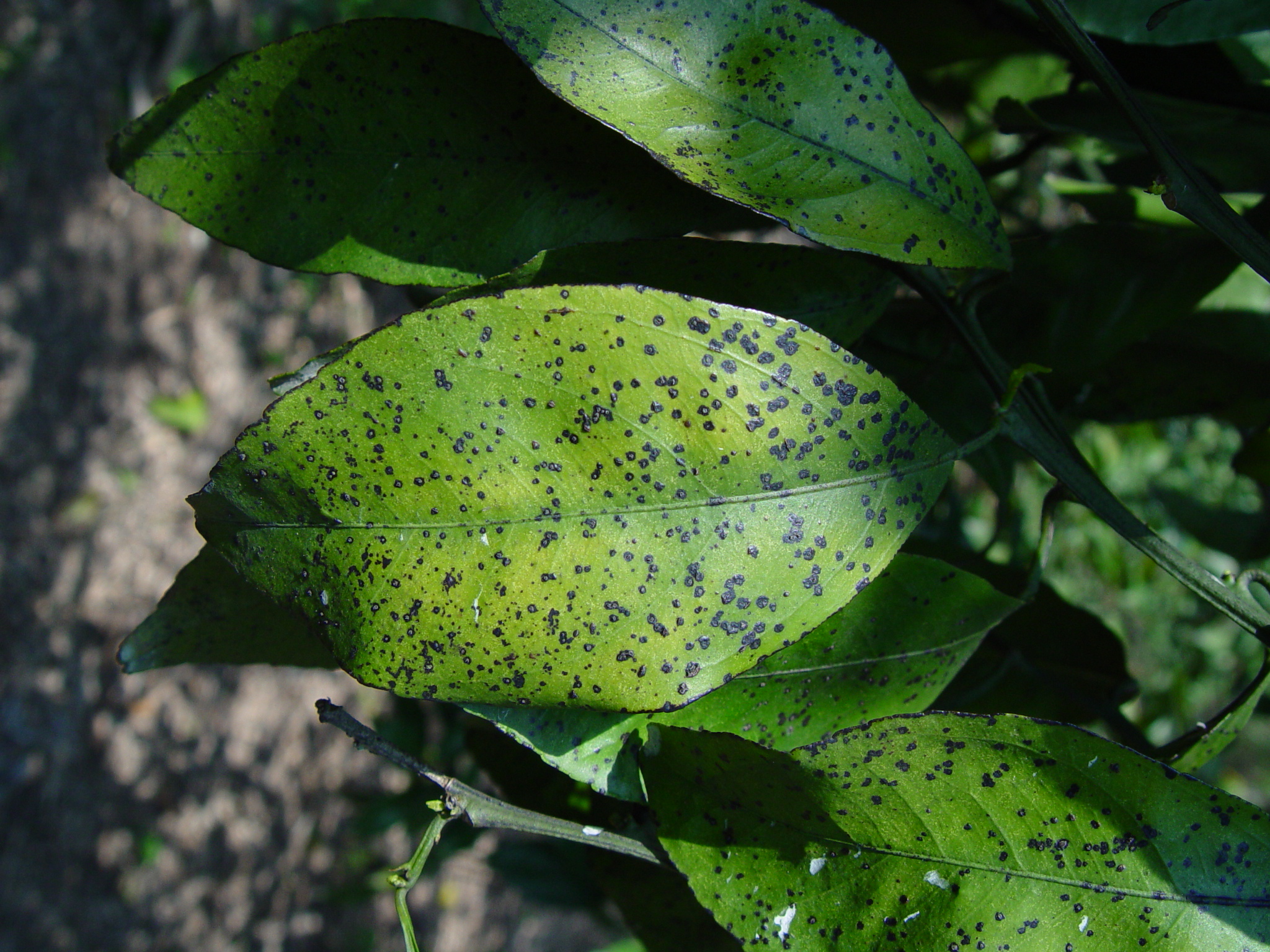 柑橘黑點病-吳信郁