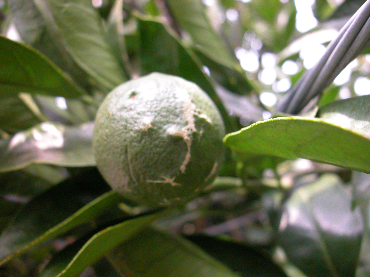 柑橘瘡痂病-葉俊巖