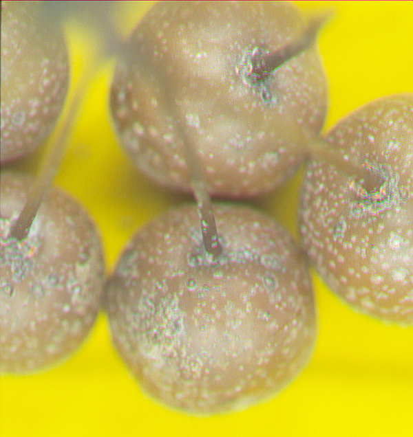 梨圓介殼蟲危害-施錫彬