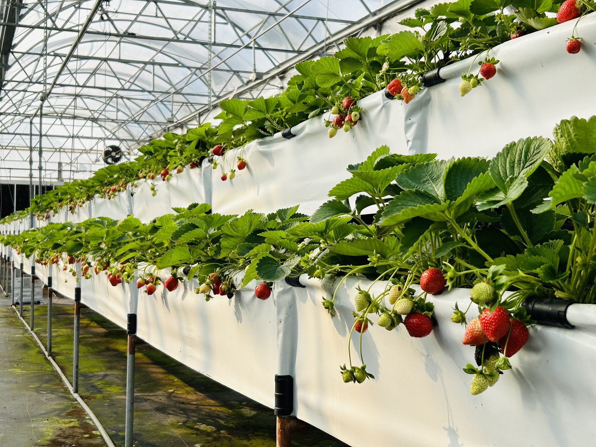 Fig 2. Greenhouse Strawberry Elevated Three-Dimensional Cultivation.