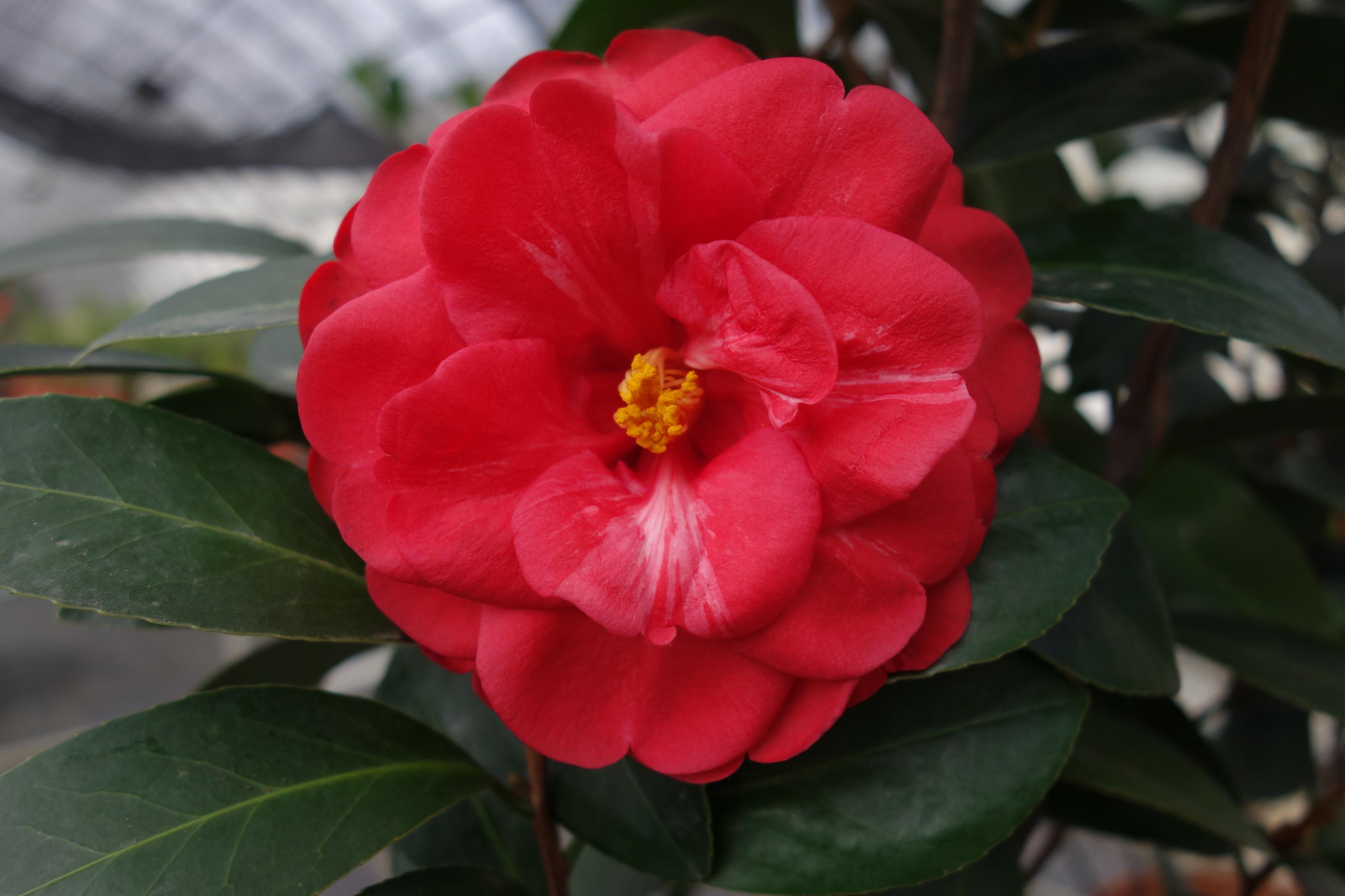 Fig. 1. Camellia 'Taoyuan No.1-Crimson Summer' flower appearance.