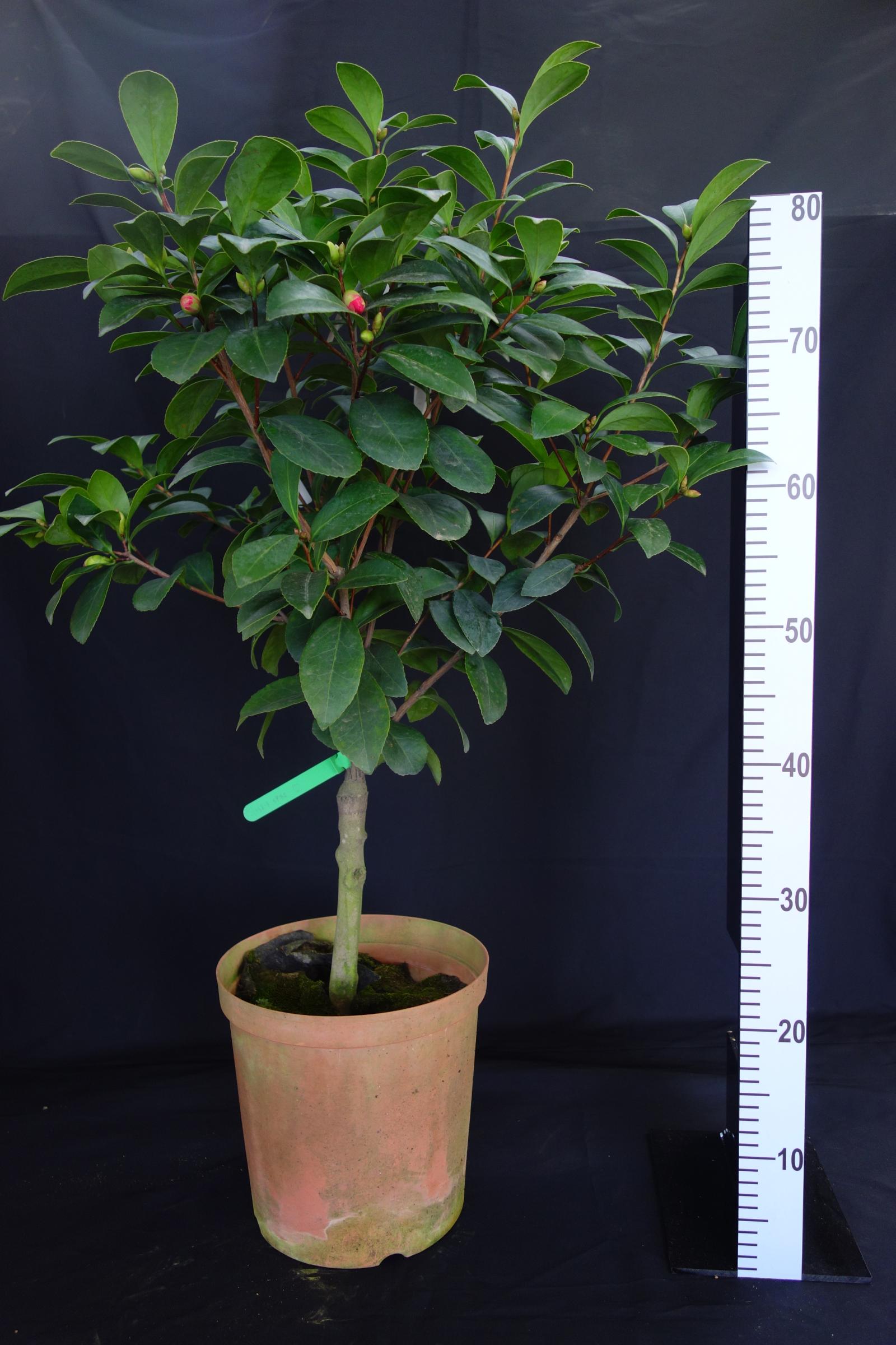 Fig. 2. The potted plant form of Camellia 'Taoyuan No.1-Crimson Summer.'