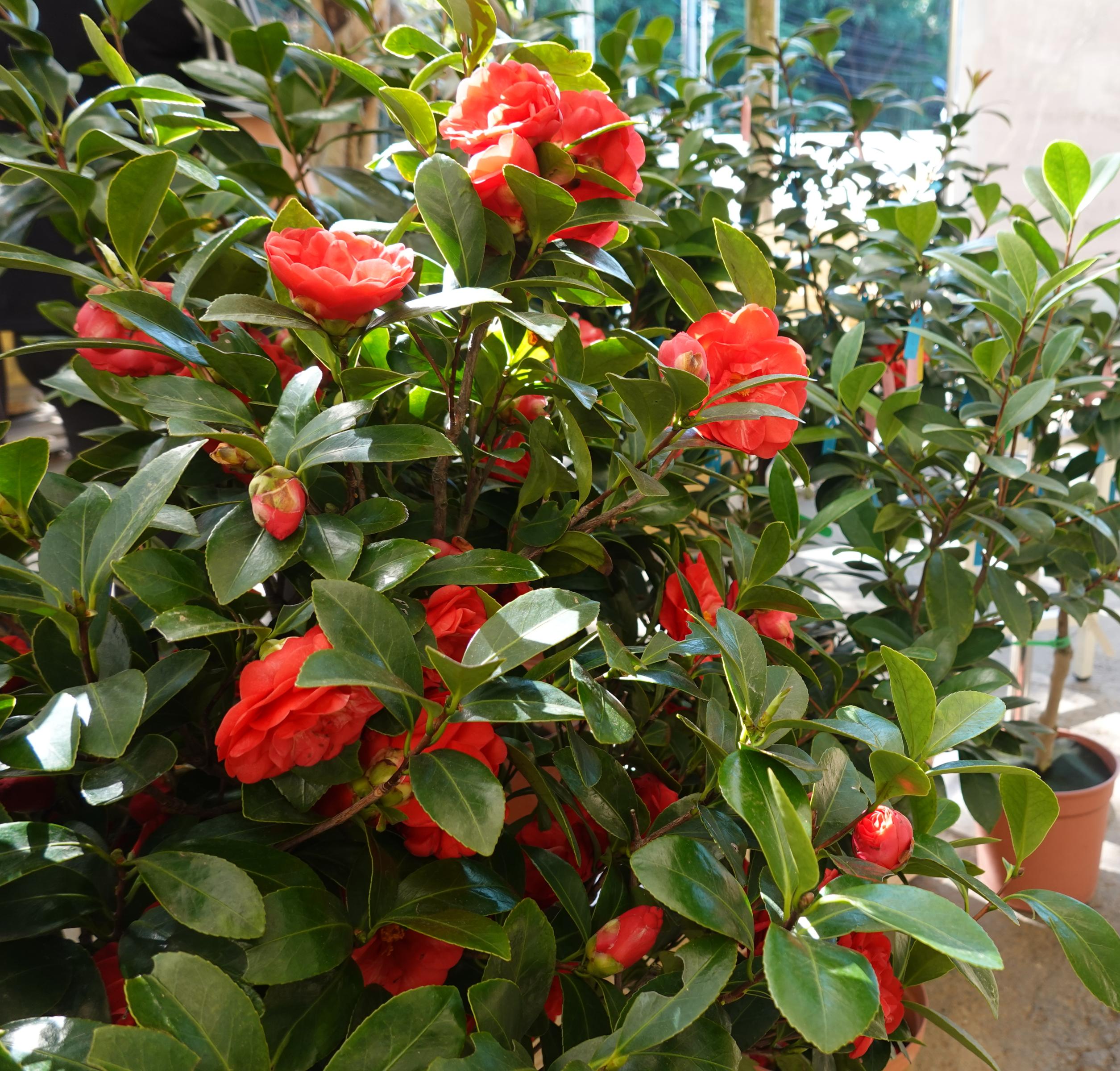 Fig. 4. Blooming of the potted Camellia 'Taoyuan No.1-Crimson Summer.'