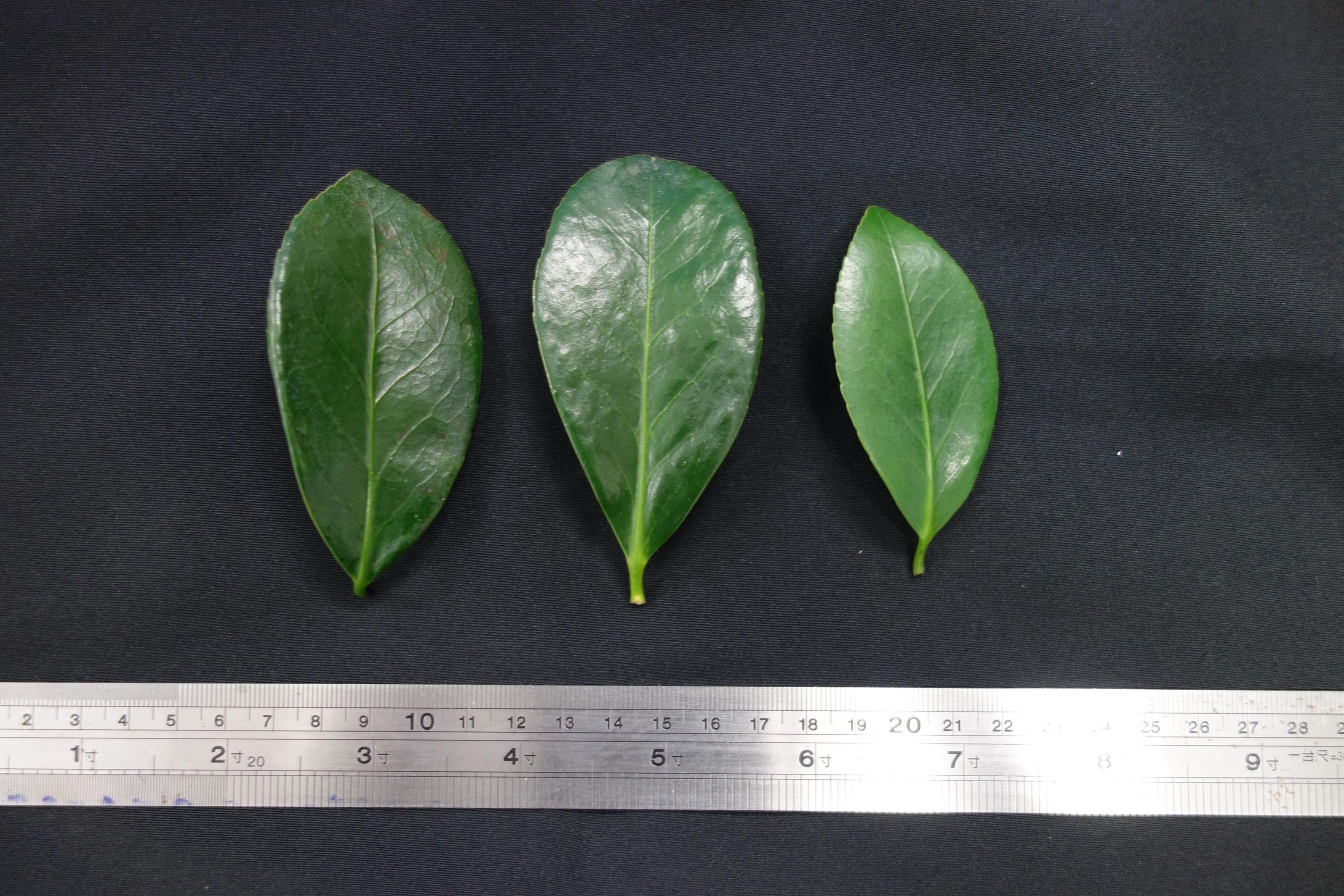 Fig. 3. Leaf characteristics of Camellia 'Taoyuan No.1-Crimson Summer.'