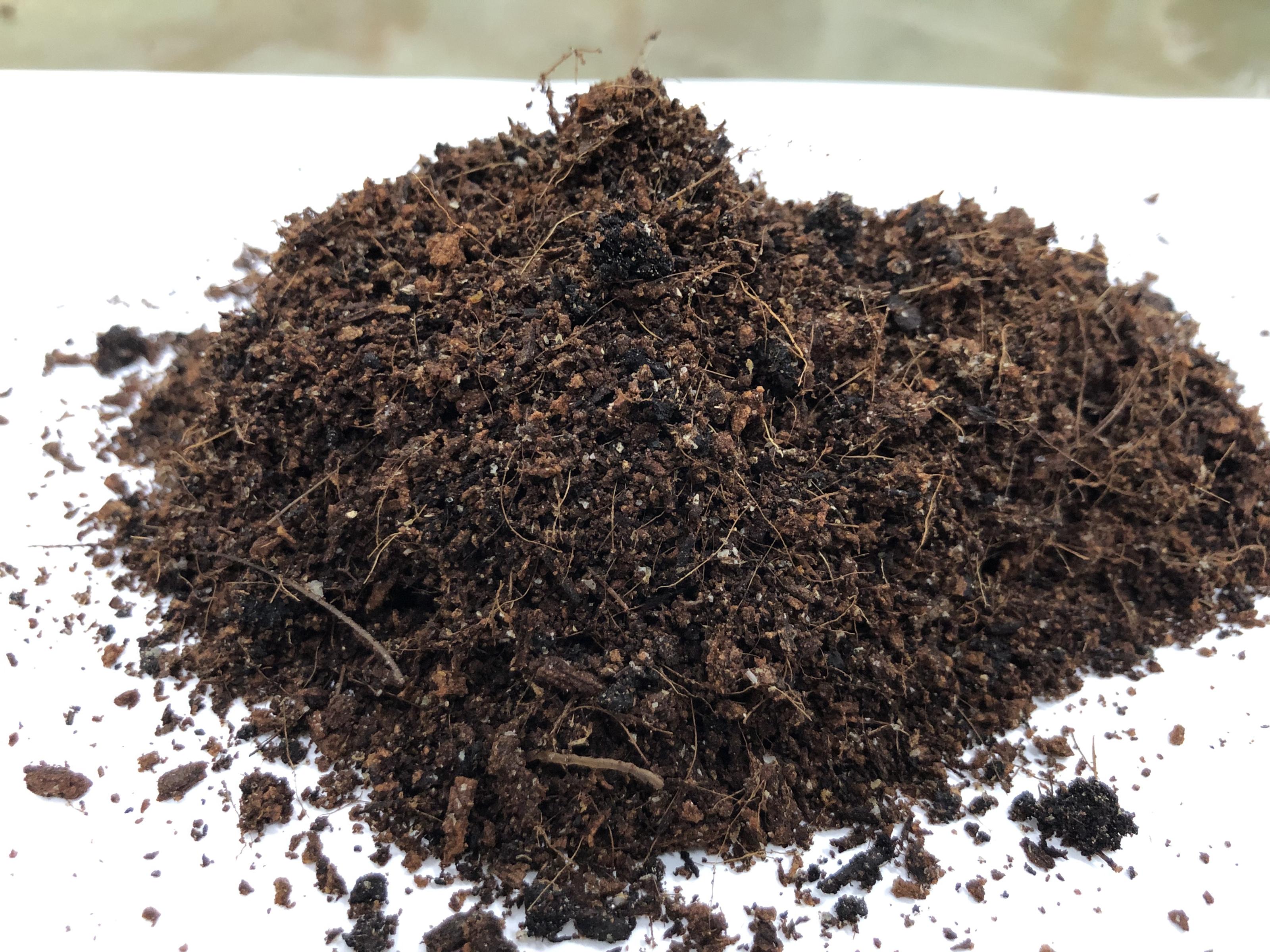 Fig. 1. Appearance of the mesona (jelly grass) seedling medium formulated with agricultural by-products such as coconut fiber.
