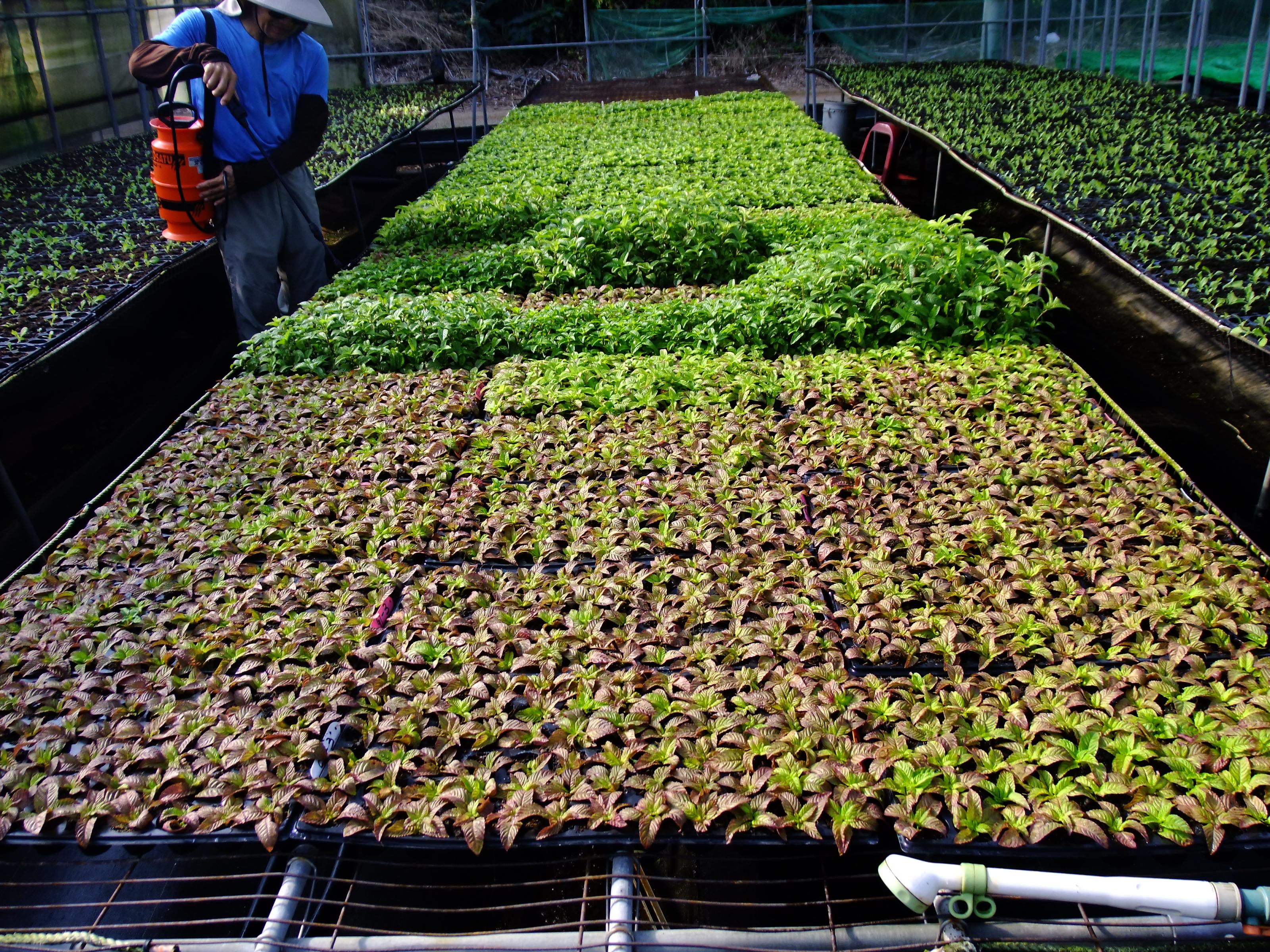Fig. 2. The mesona seedling medium formulation and fertilization management techniques can increase the robust seedling index of mesona by nearly 60%.