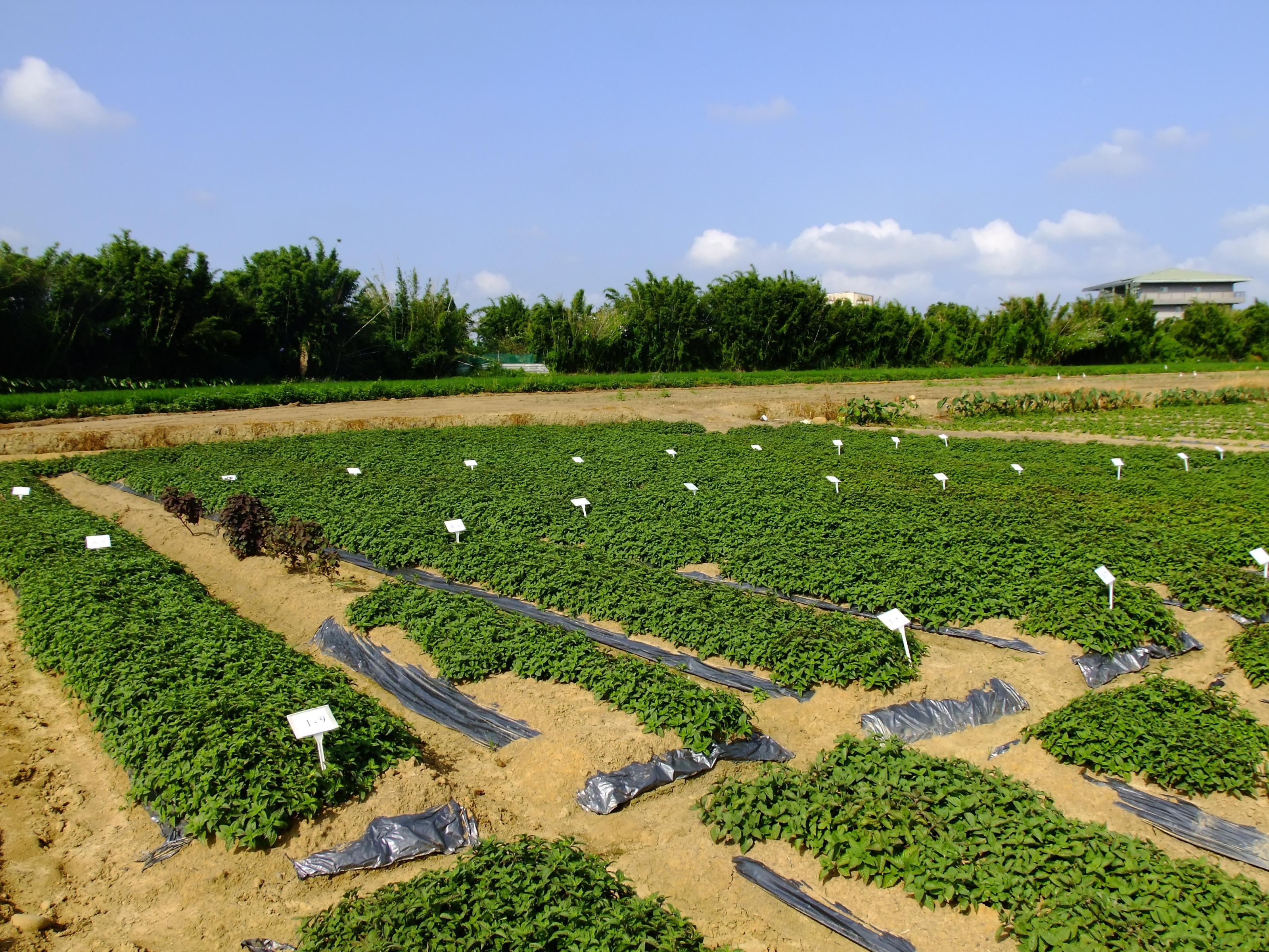 Fig. 3. The rapid initial growth rate after transplantation into the field reduces the cost of weed control in the field.
