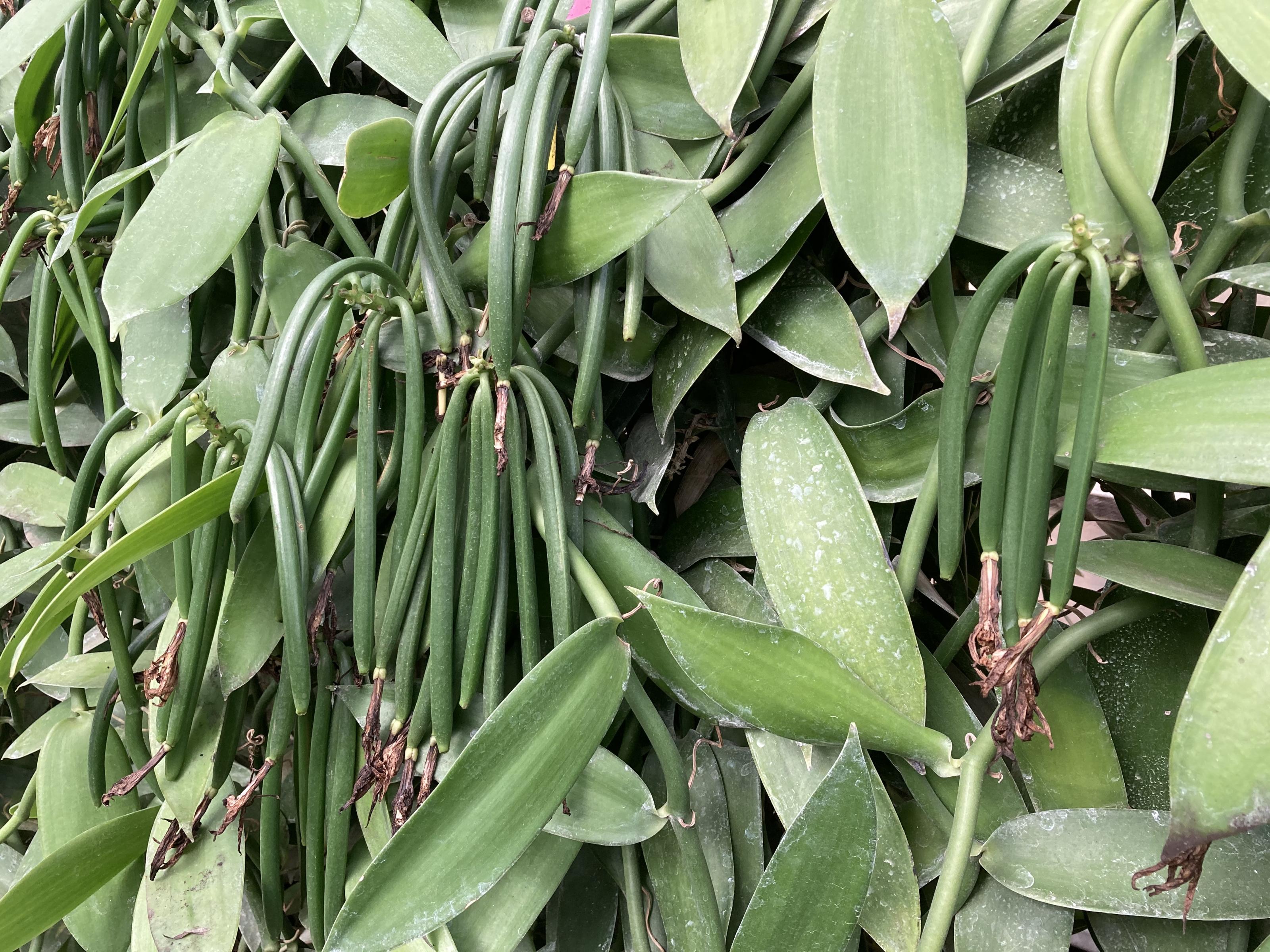 Fig. 1. It takes four years to cultivate and mass-produce vanilla pods from the planting of the orchid.