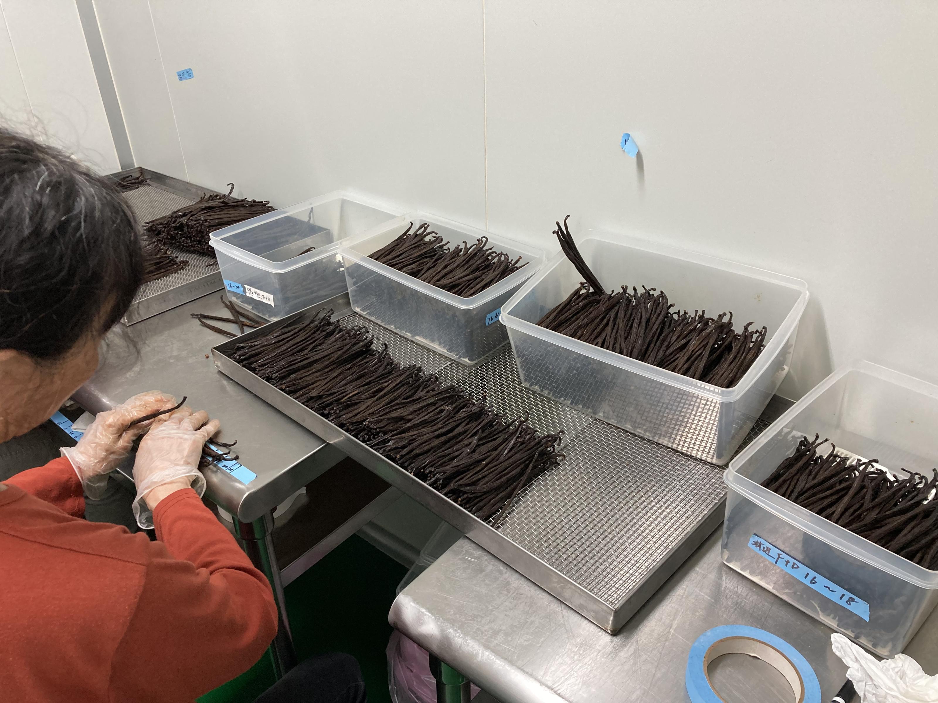 Fig. 3. Processed vanilla pods are selected and sorted after processing.