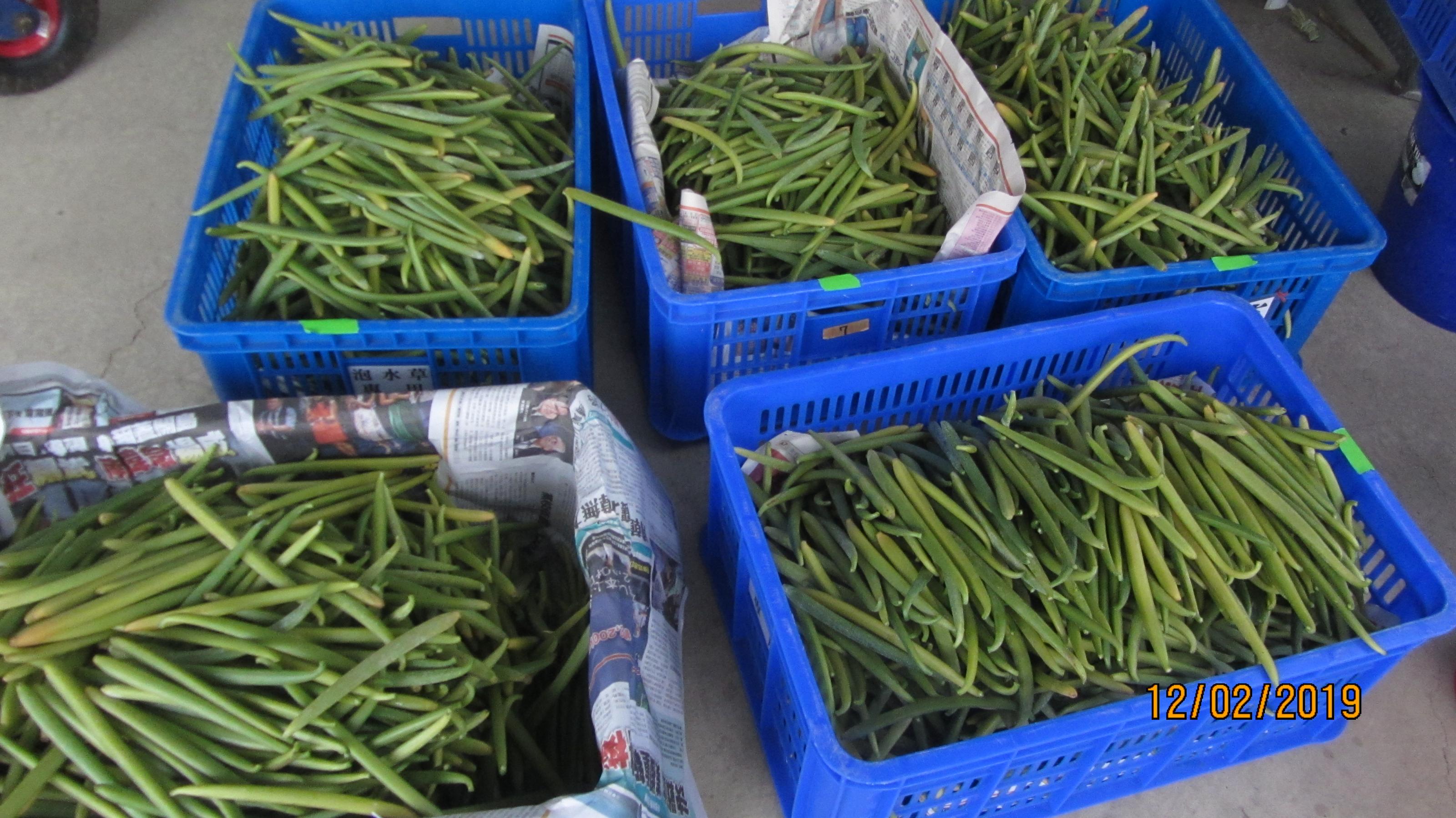 Fig. 2. Fresh vanilla pods do not have a vanilla scent when they are harvested.