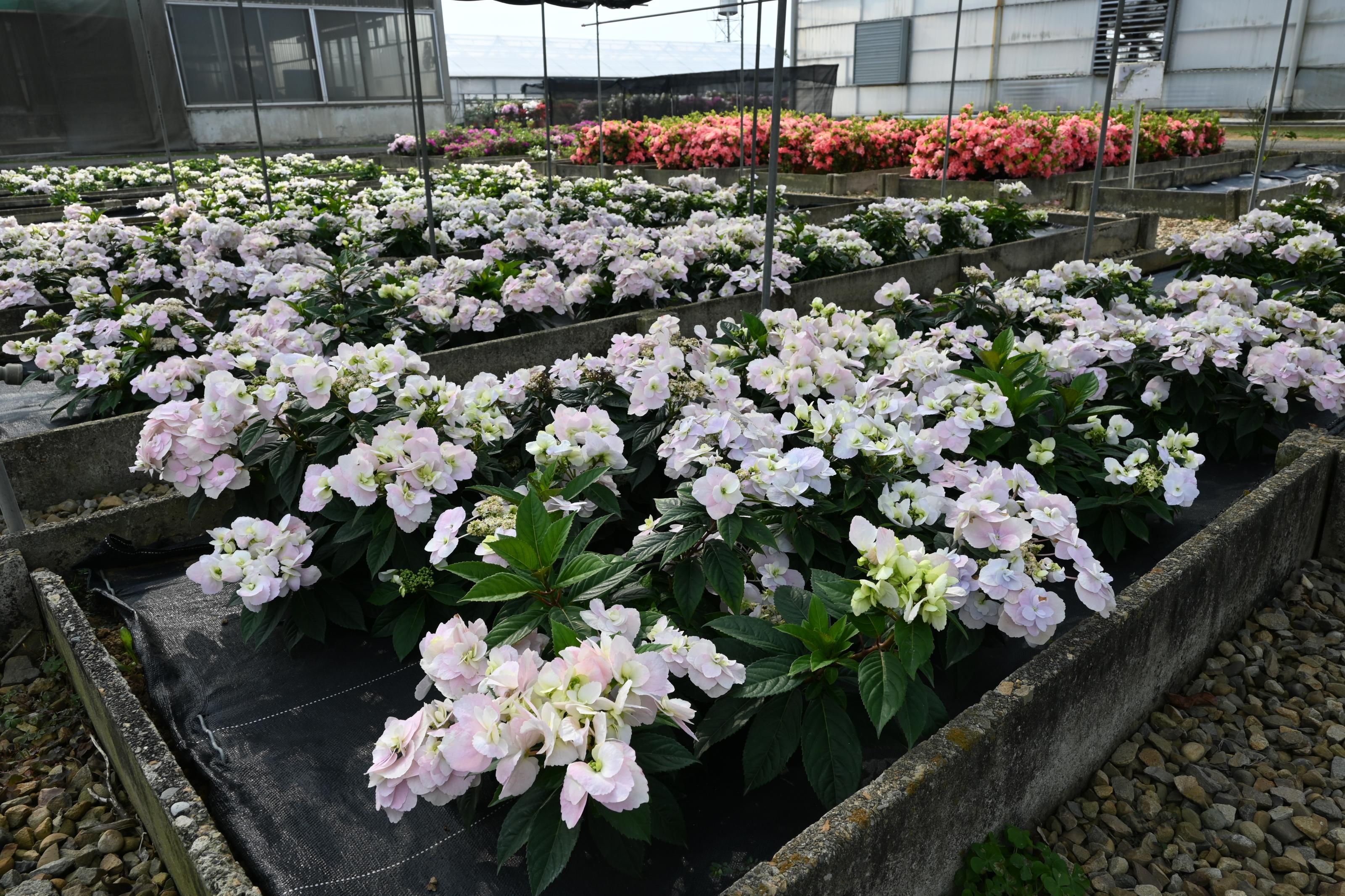 Fig. 1. Ground-Planted Status of Hydrangea "Taoyuan No. 1 - Dancing Butterfly.