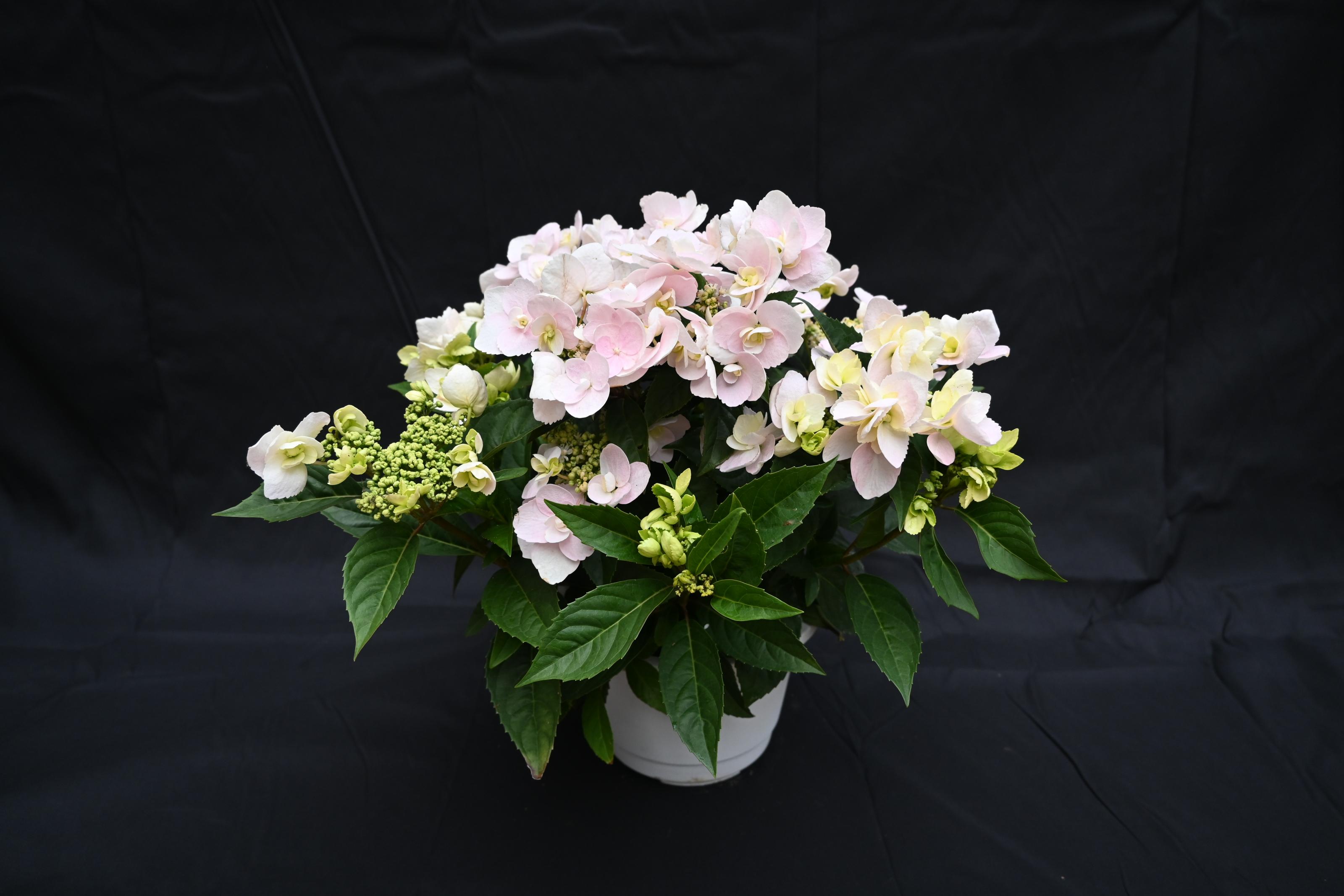 Fig. 2. Potted Hydrangea "Taoyuan No. 1 - Dancing Butterfly.