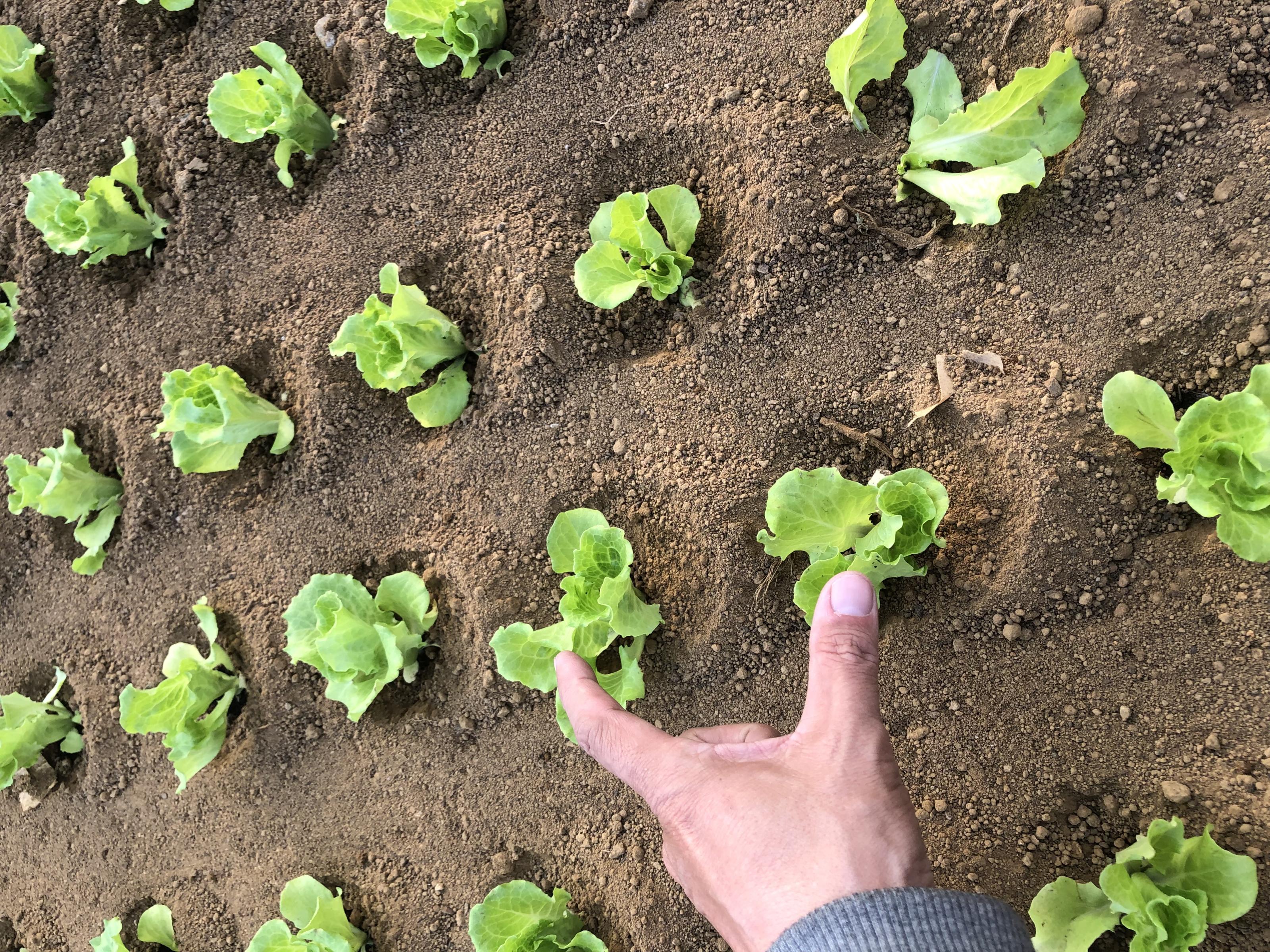 Fig. 2 Transplanting baby leafy vegetables with an adjusted plant spacing of 12-13 cm