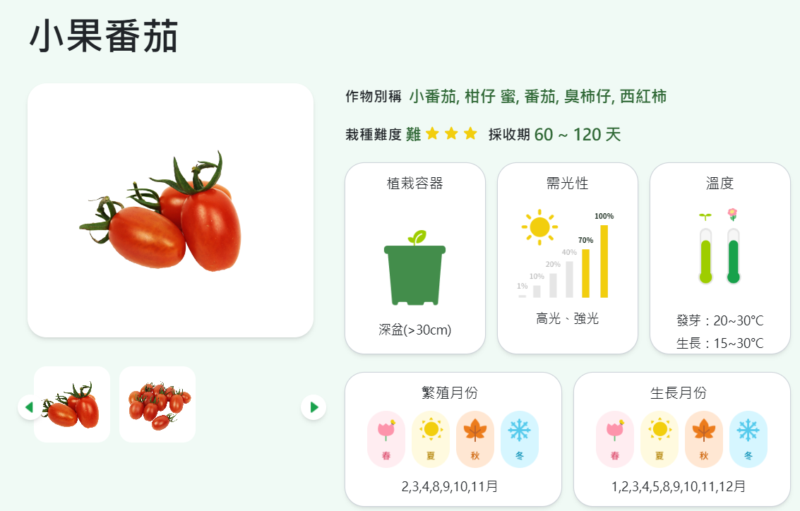 Figure 2. Flowering and Fruiting Crops - Partial Page on Cherry Tomato Information  The page presents key cultivation tips for cherry tomatoes using visually organized information for ease of understanding.