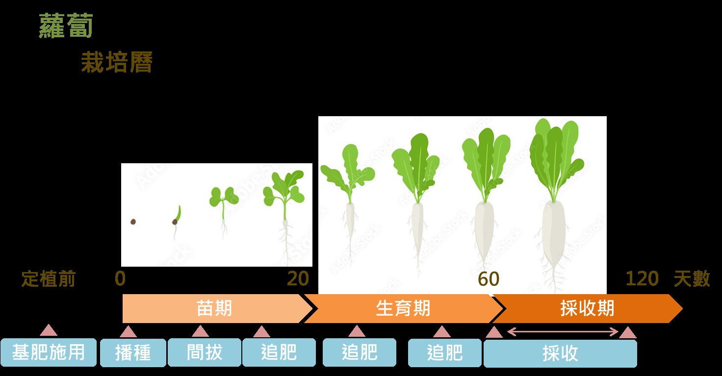 Figure 3. Cultivation Calendar for Root and Tuber Crops: Radish -  This figure illustrates the cultivation calendar for radish, using either seasonal months or the number of days after planting as the timeline. Key cultivation and management tasks are marked accordingly.