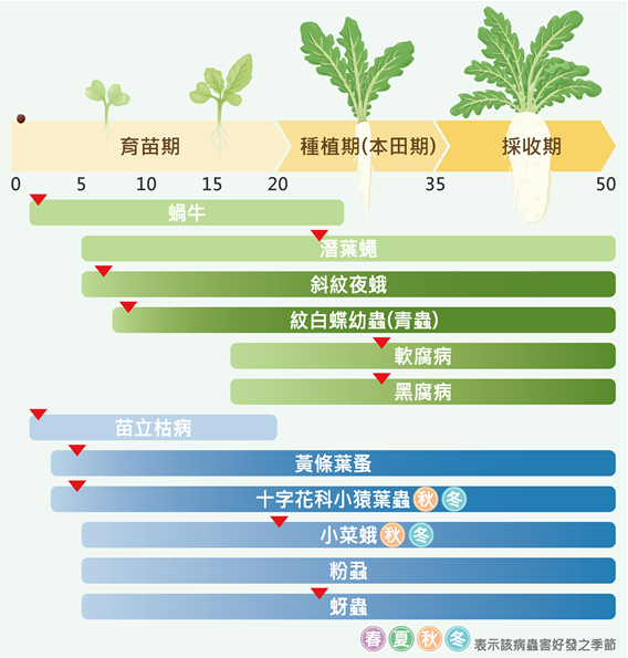 Figure 4. Pest and Disease Management Calendar for Root and Tuber Crops: Radish -  This figure presents the pest and disease management calendar for radish, using either seasonal months or the number of days after planting as the timeline. Key recommendations for pest and disease control are highlighted at critical periods.