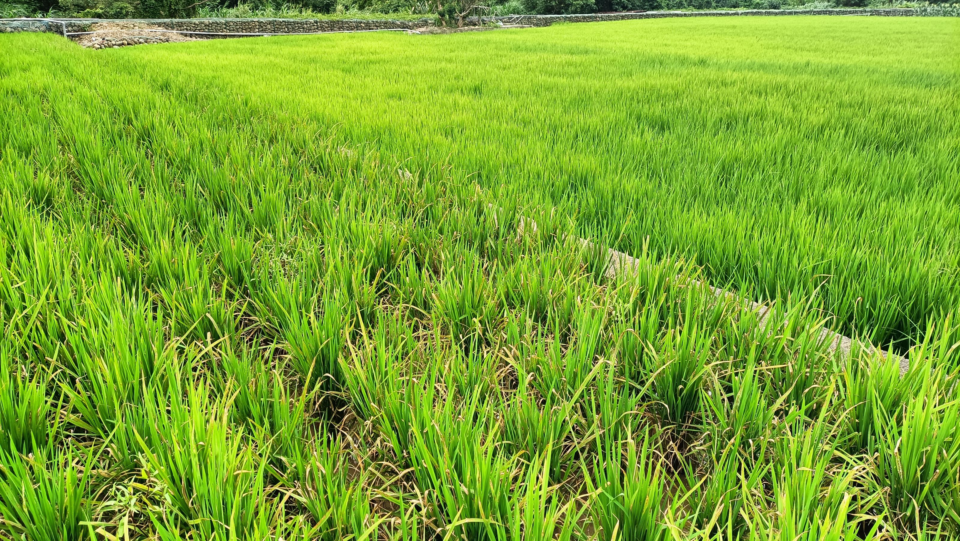 Figure 3. Mid-growth stage comparison between the rice variety 'Taoyuan No. 3' (left) and the new cultivar 'Taoyuan No. 7' (right) under conventional cultivation in Daxi District, Taoyuan City.