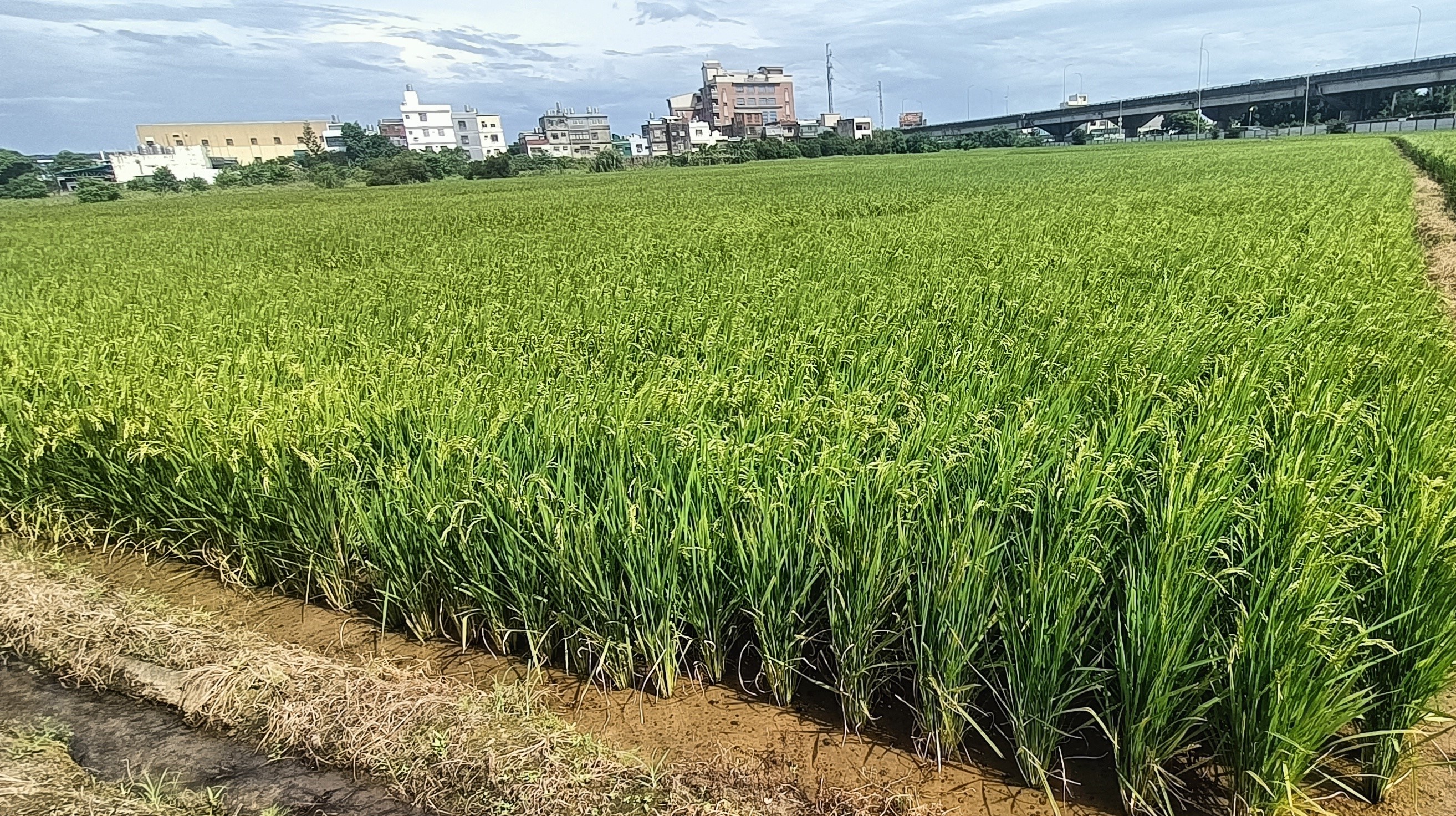 Figure 2. Growth status during the ripening stage of the new rice cultivar 'Taoyuan No. 7' under conventional cultivation in Pingzhen District, Taoyuan City.