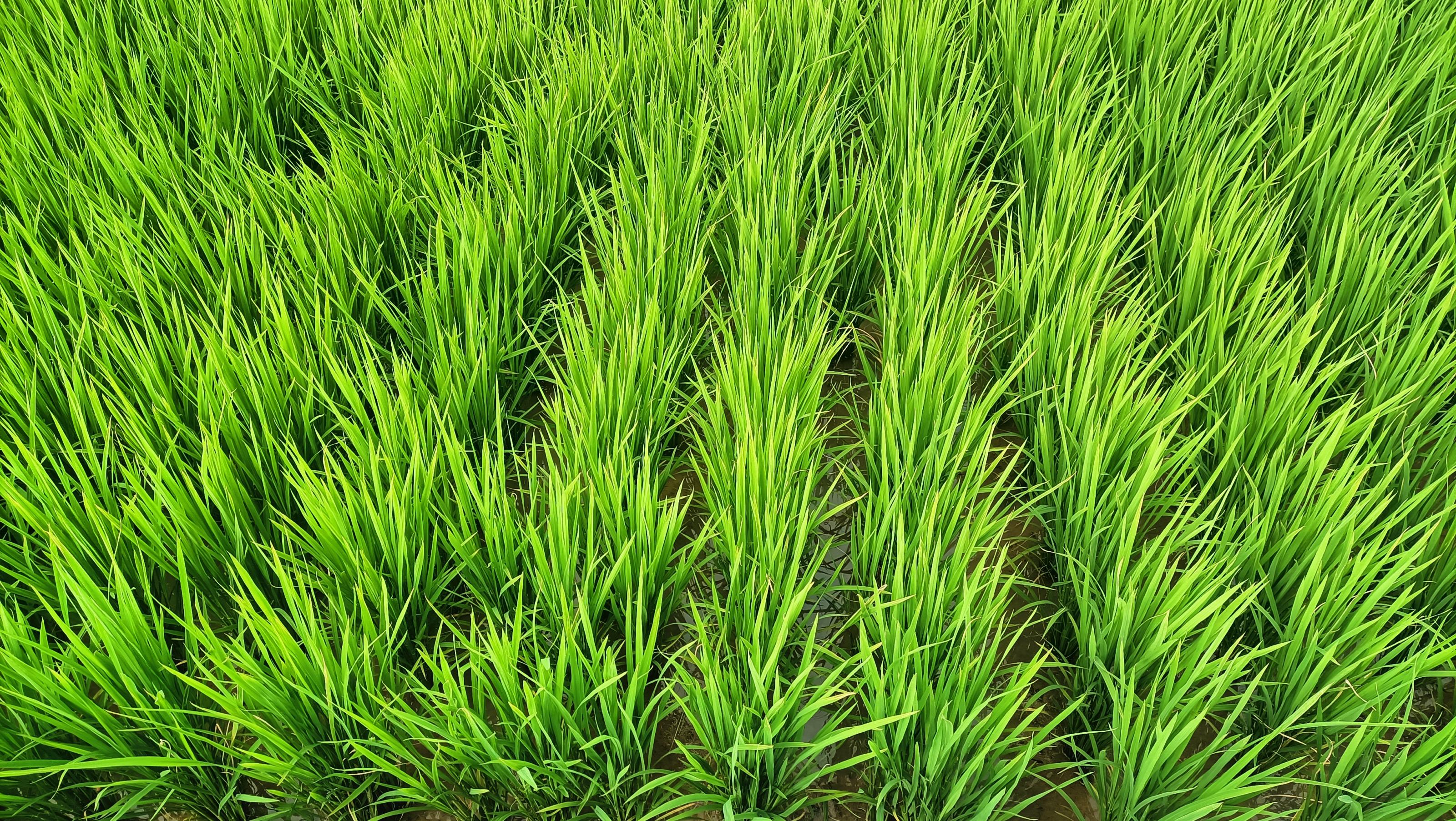 Figure 1. Growth status during the tillering stage of the new rice cultivar 'Taoyuan No. 7' under organic cultivation in Xinwu District, Taoyuan City.