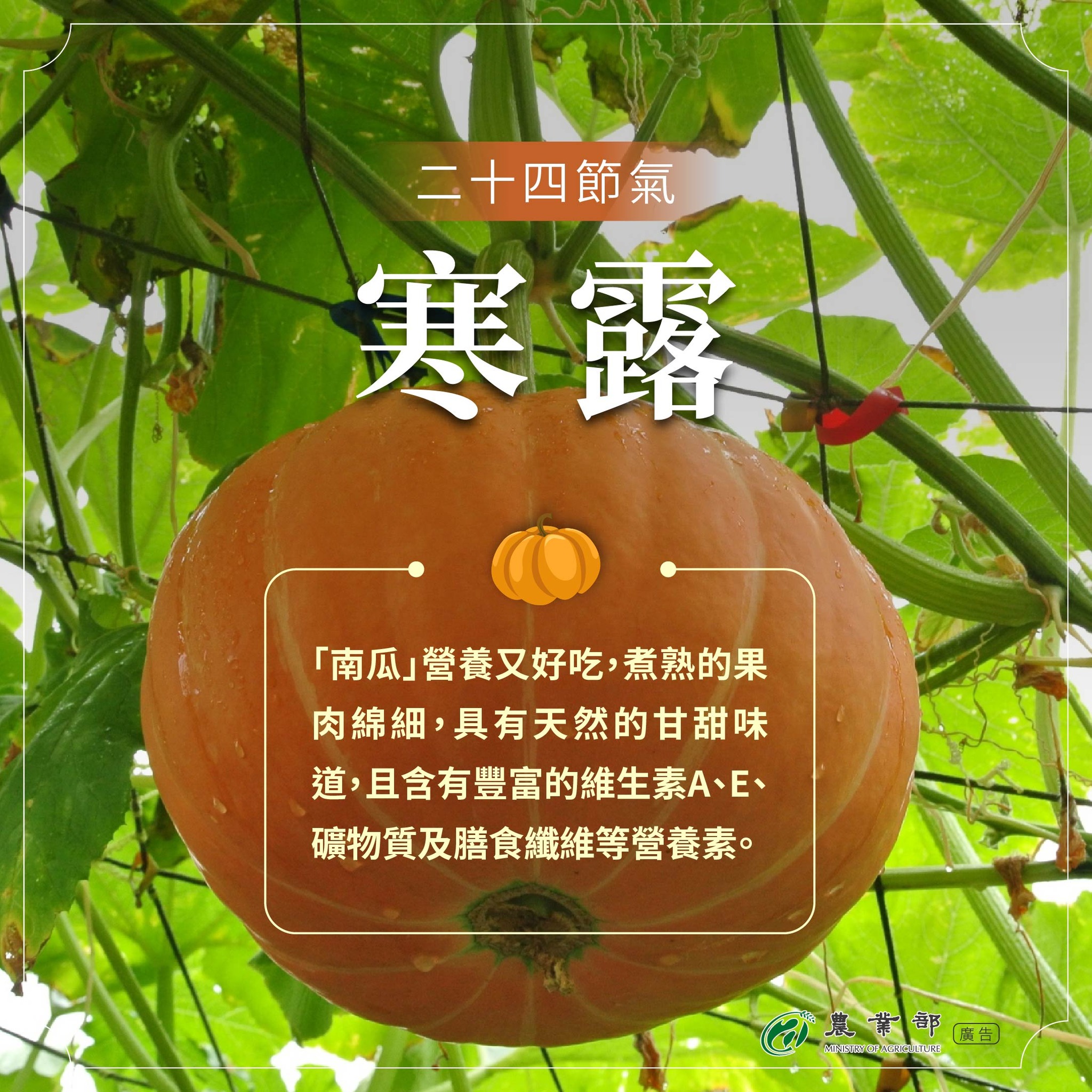 南瓜挑選四秘訣