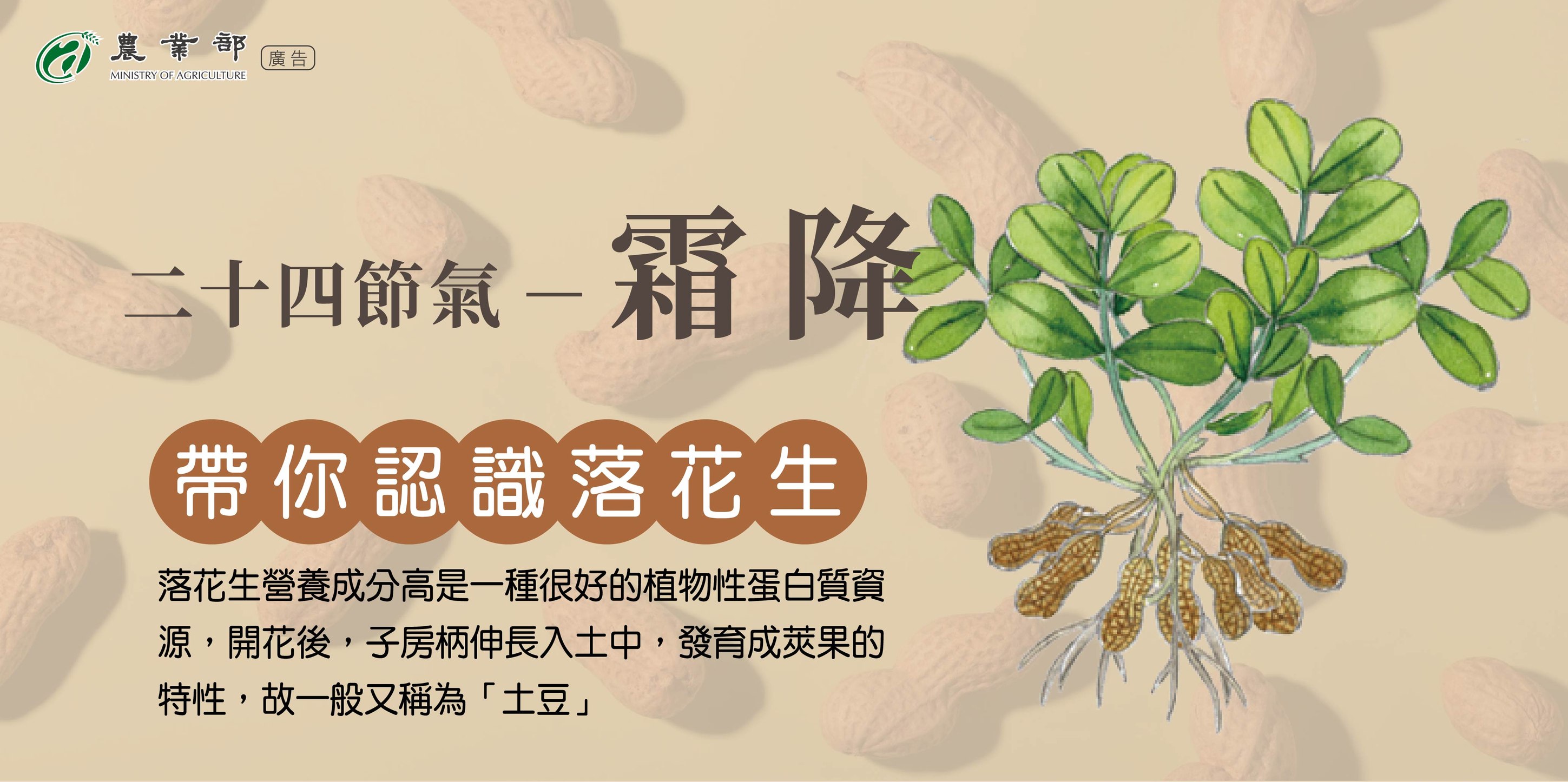 帶你認識落花生1