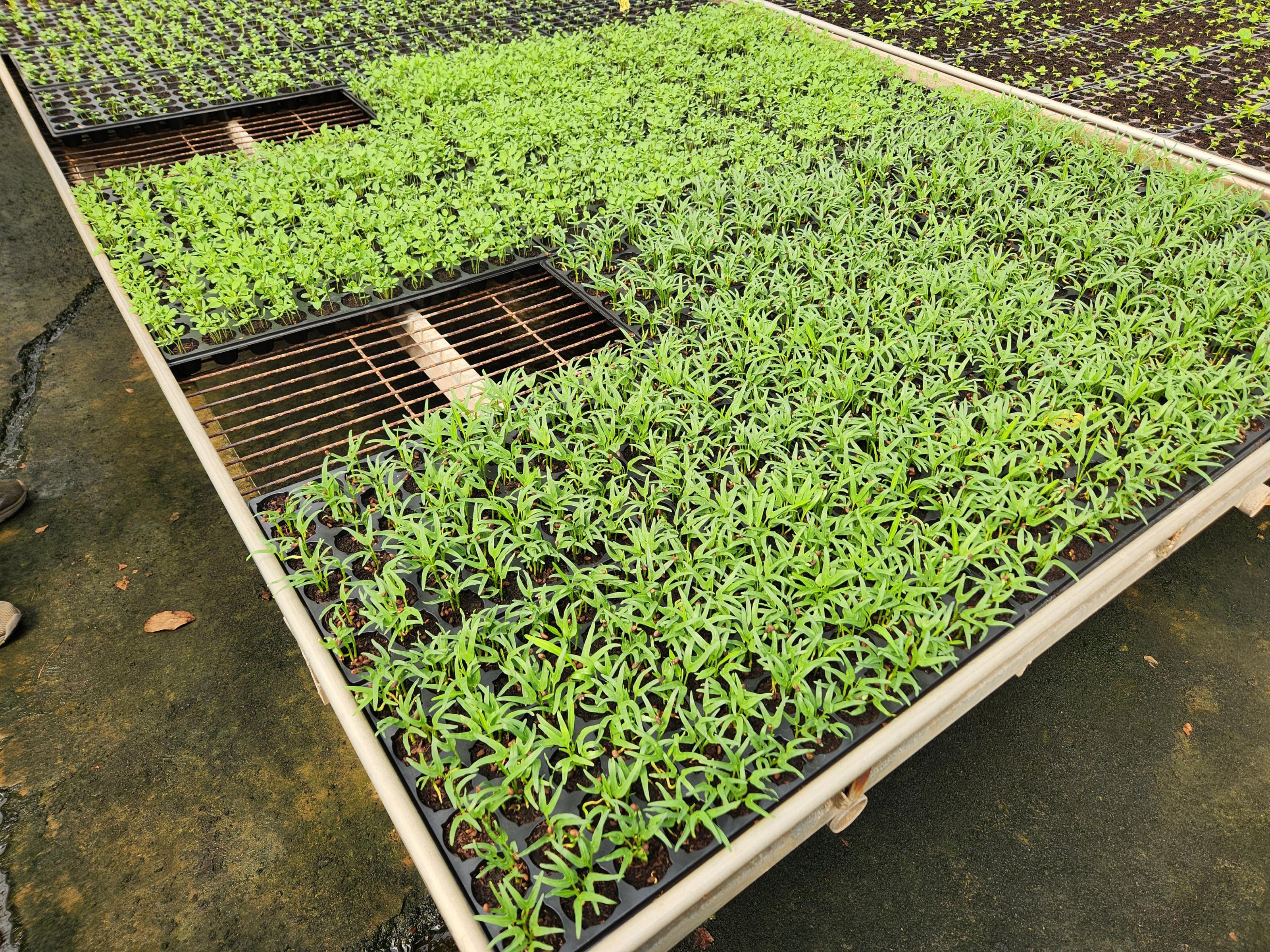 Figure 2. Growth of plug seedlings cultivated using Taoyuan No. 4 seedling medium for leafy vegetables.