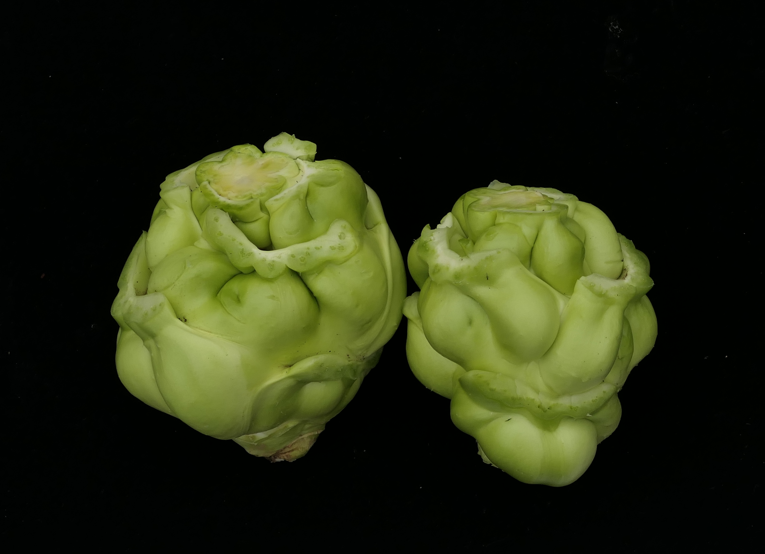 Figure 2. Appearance of the Tumorous Stem of