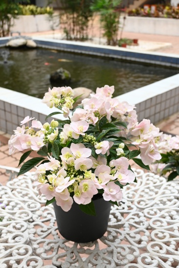 Figure 1. Potted Hydrangea ‘Taoyuan No. 1 – Dancing Butterfly’