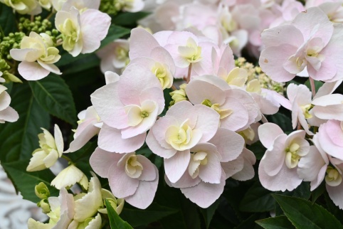 Figure 2. Inflorescence of Hydrangea ‘Taoyuan No. 1 – Dancing Butterfly’