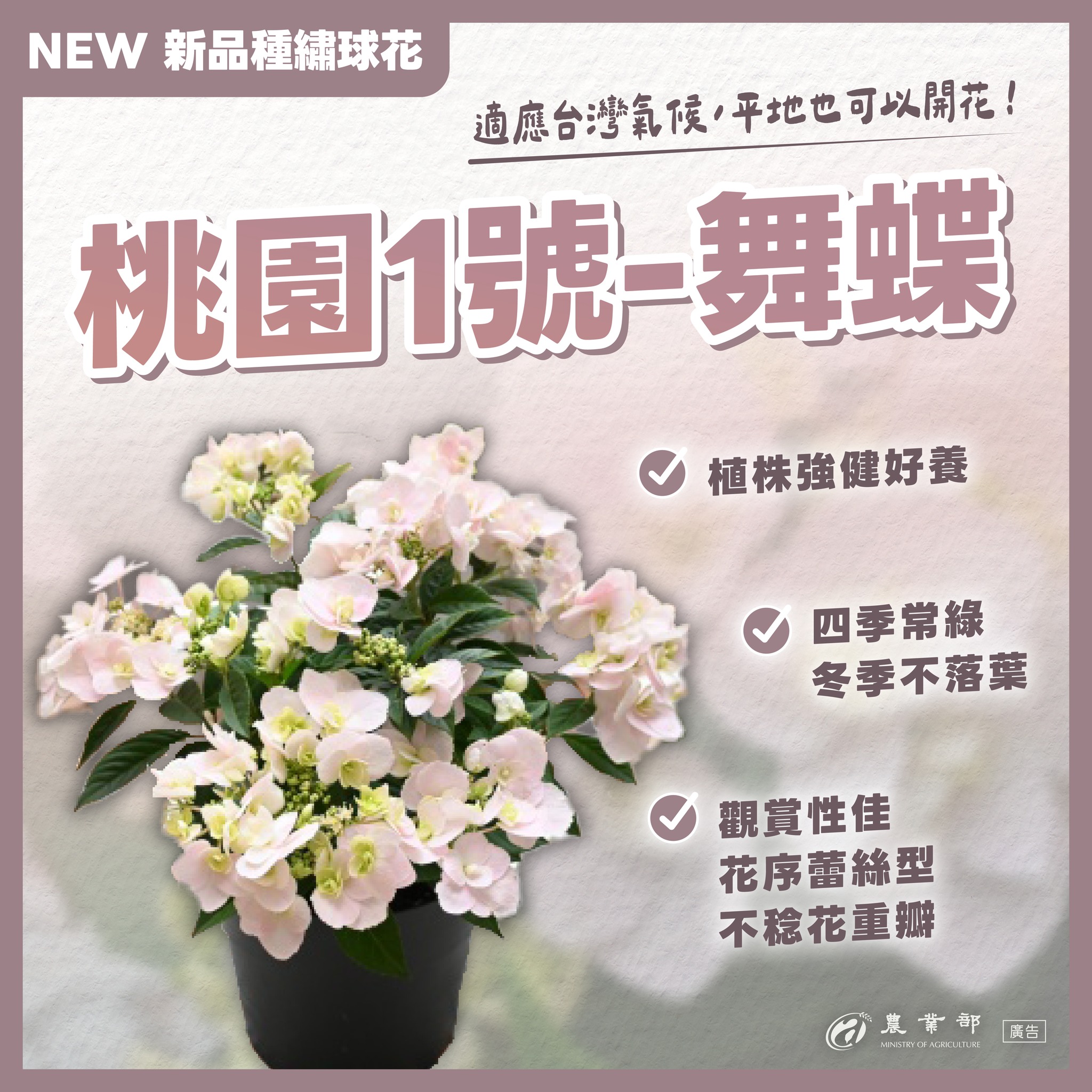 繡球花新品種發表！「桃園1號－舞蝶」華麗亮相