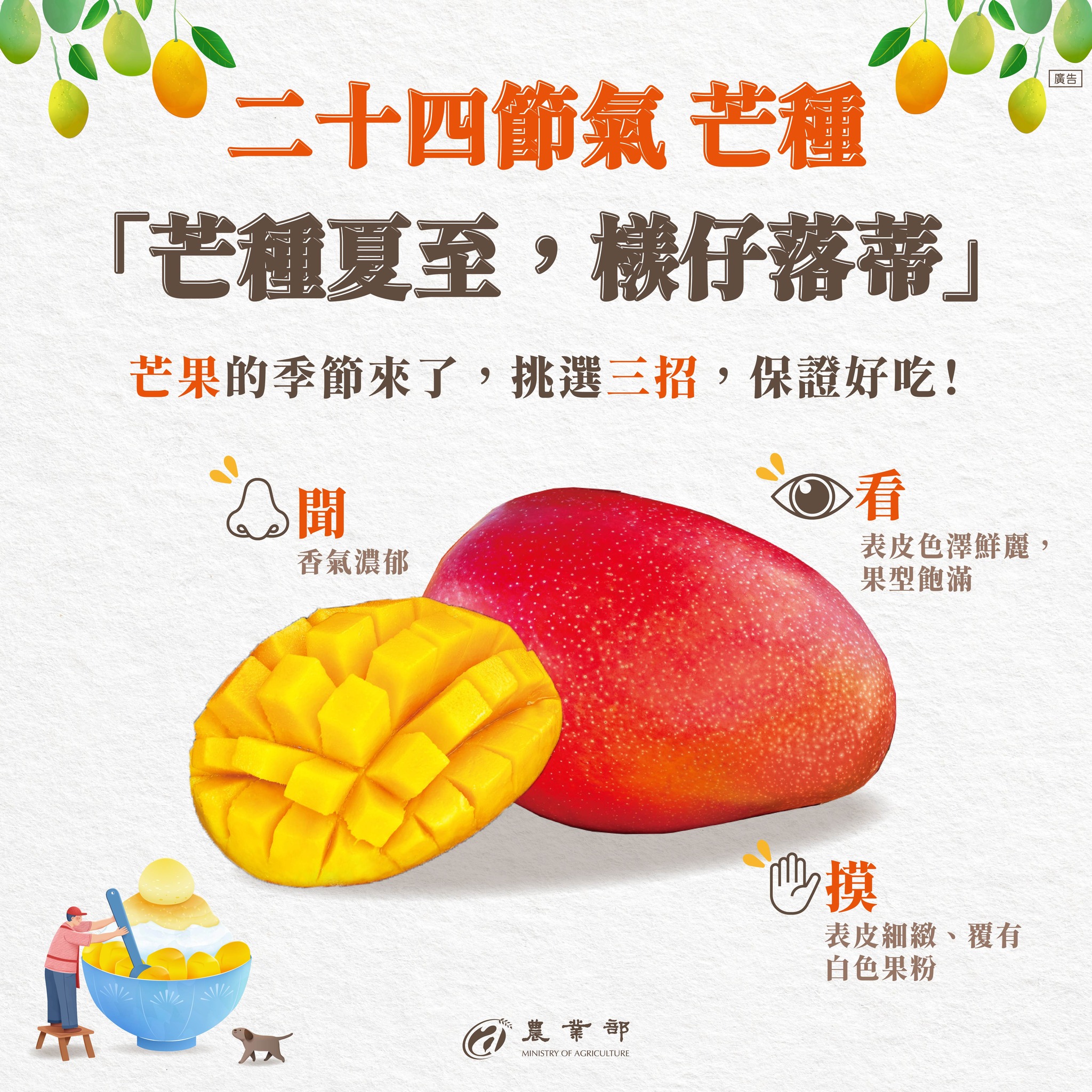 二十四節氣｜芒種  「芒種夏至，檨仔落蒂」