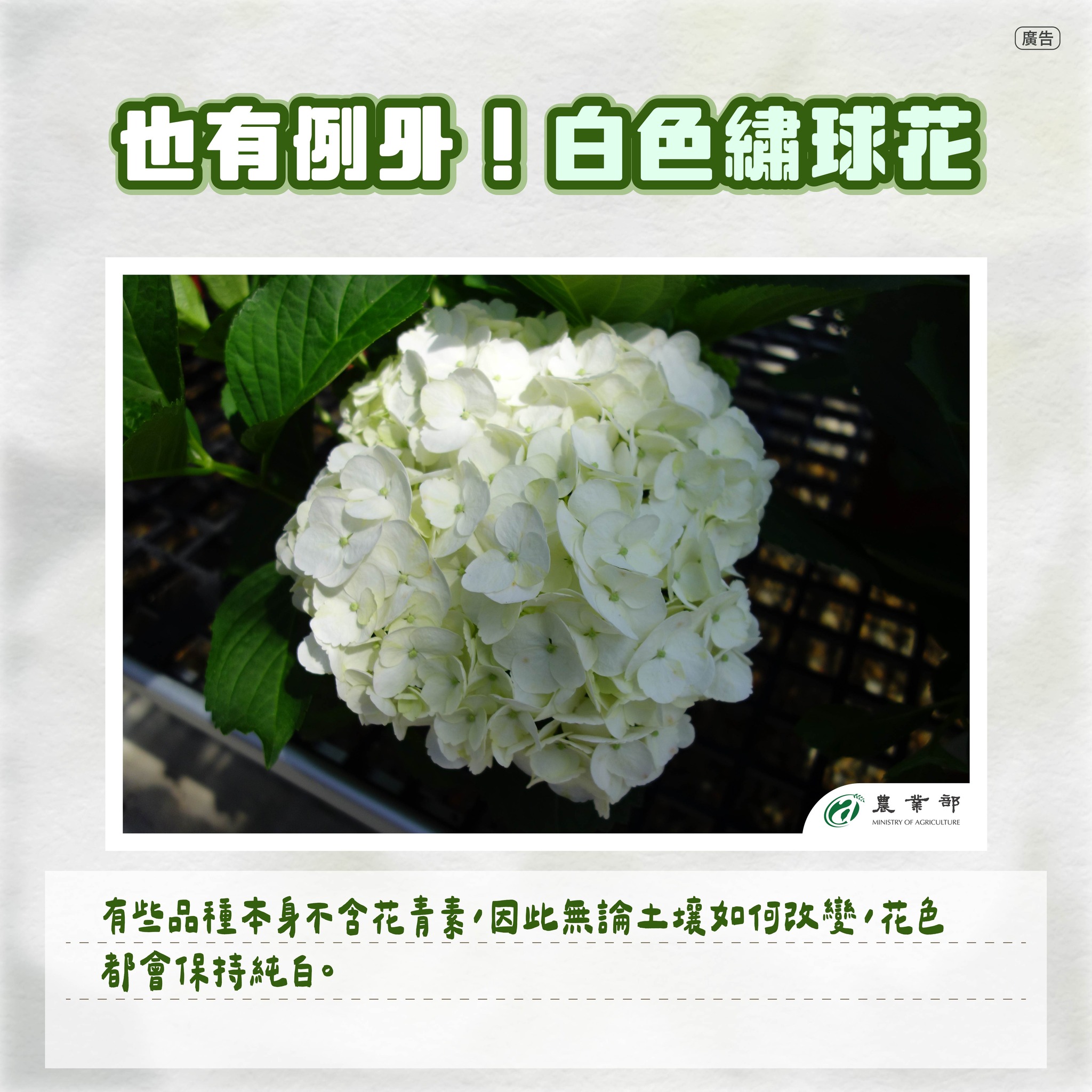 也有例外！白色繡球花