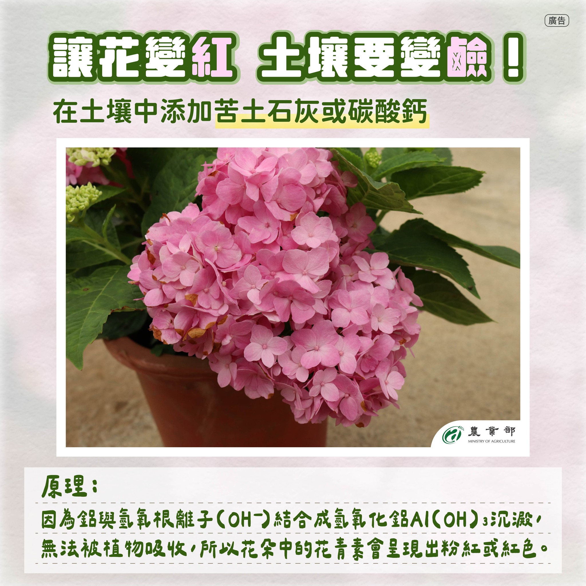 讓花變紅 土壤要變鹼