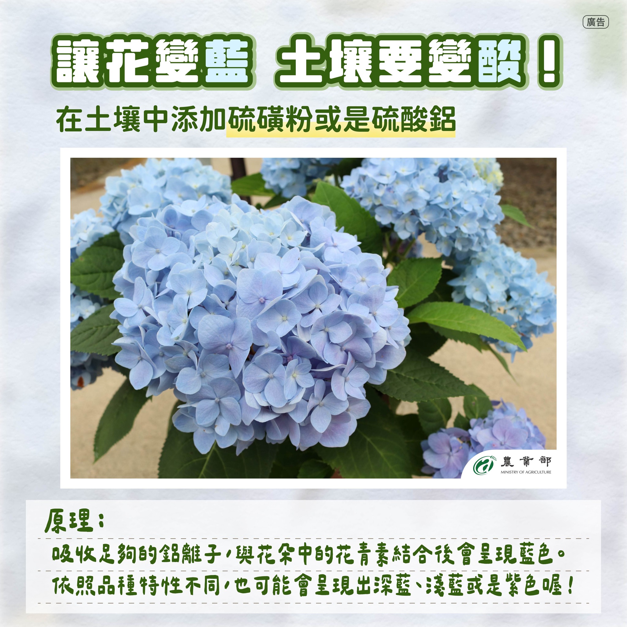 讓花變藍 土壤要變酸