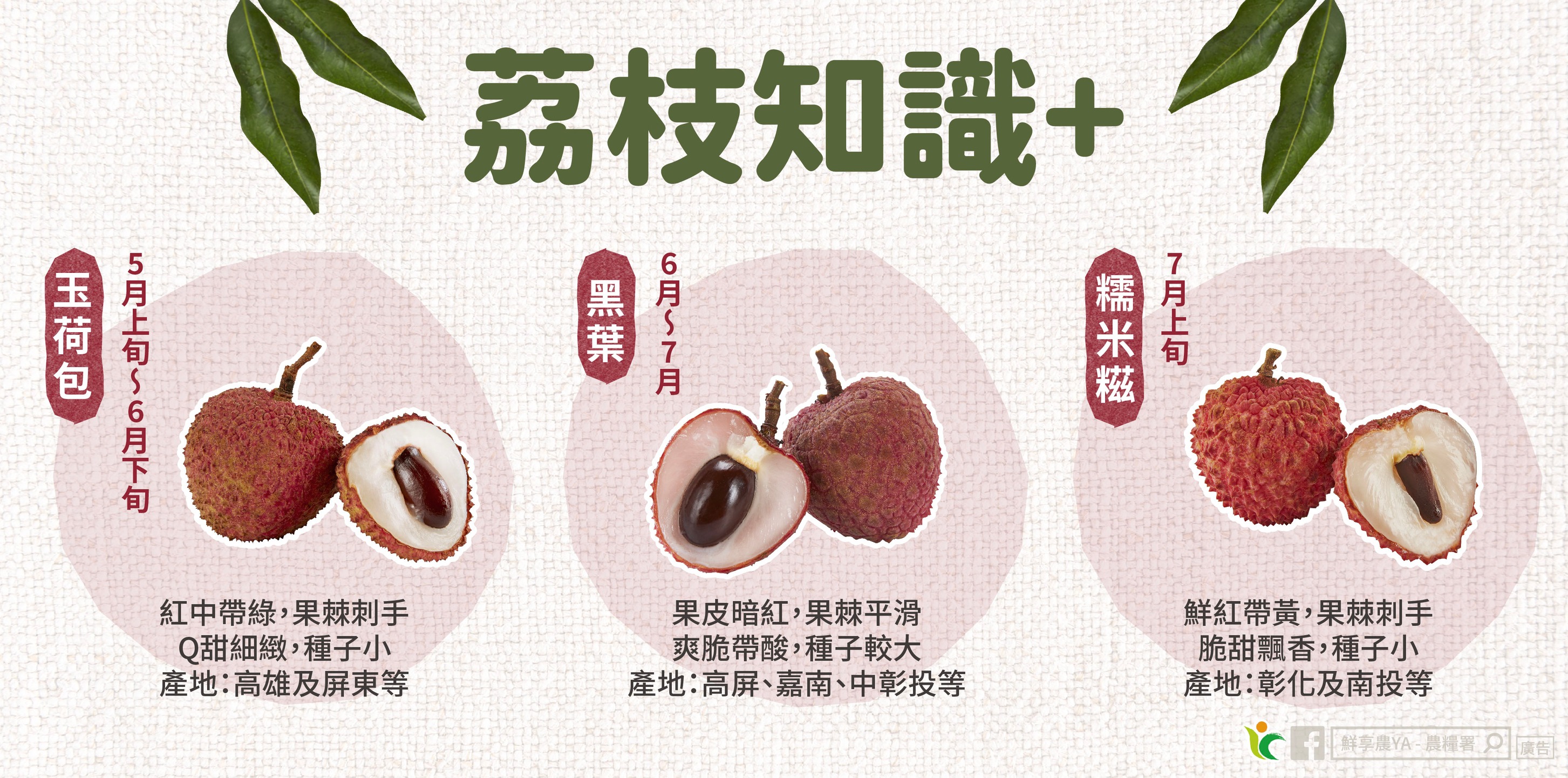 荔枝 知識+