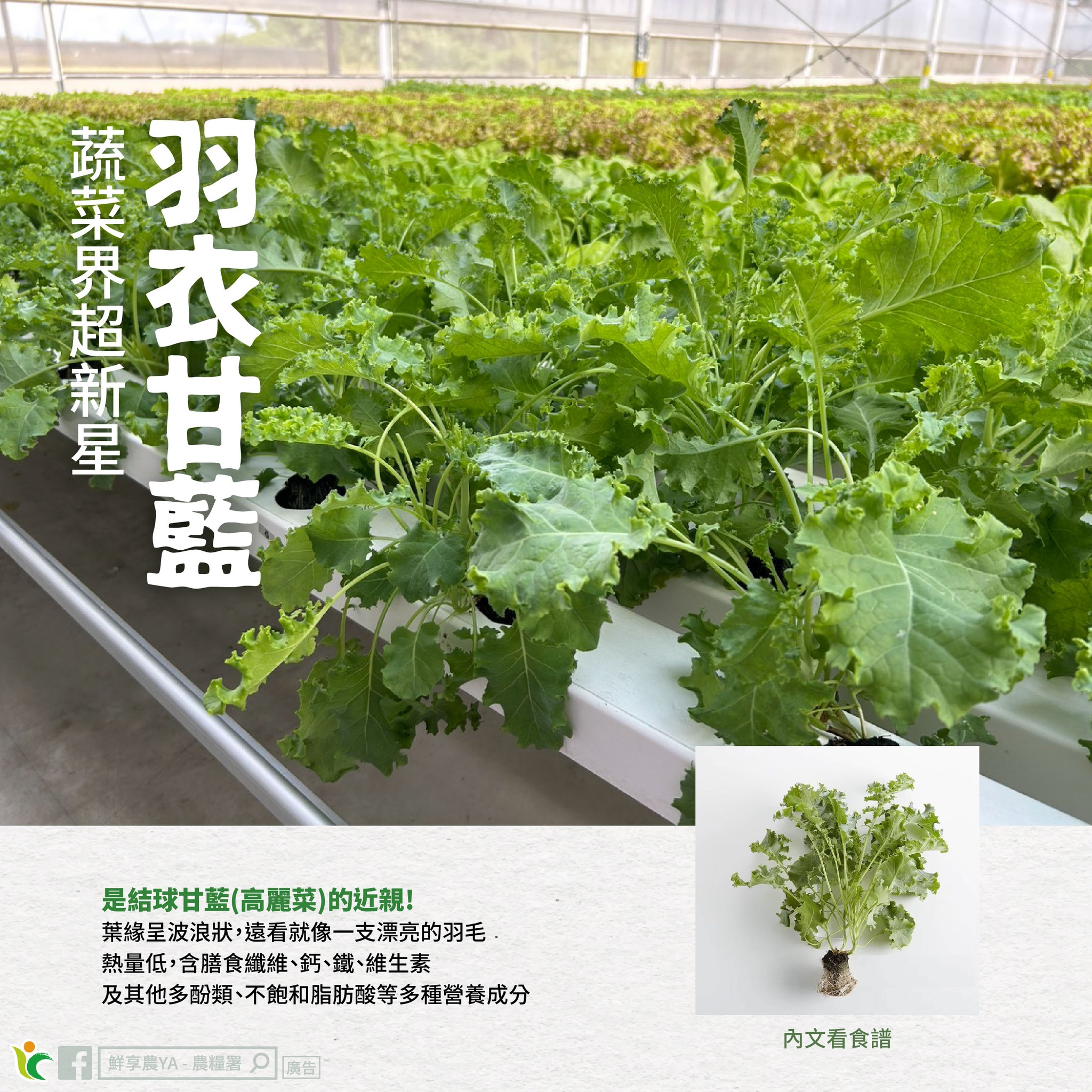 蔬菜界超新星-羽衣甘藍