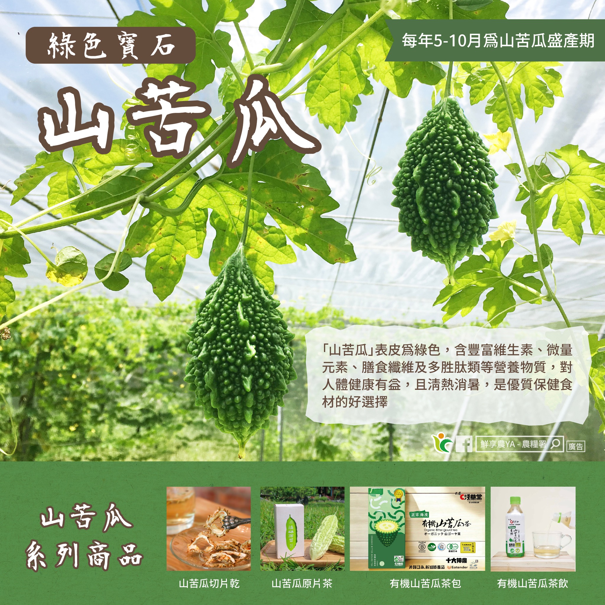 綠色寶石-山苦瓜