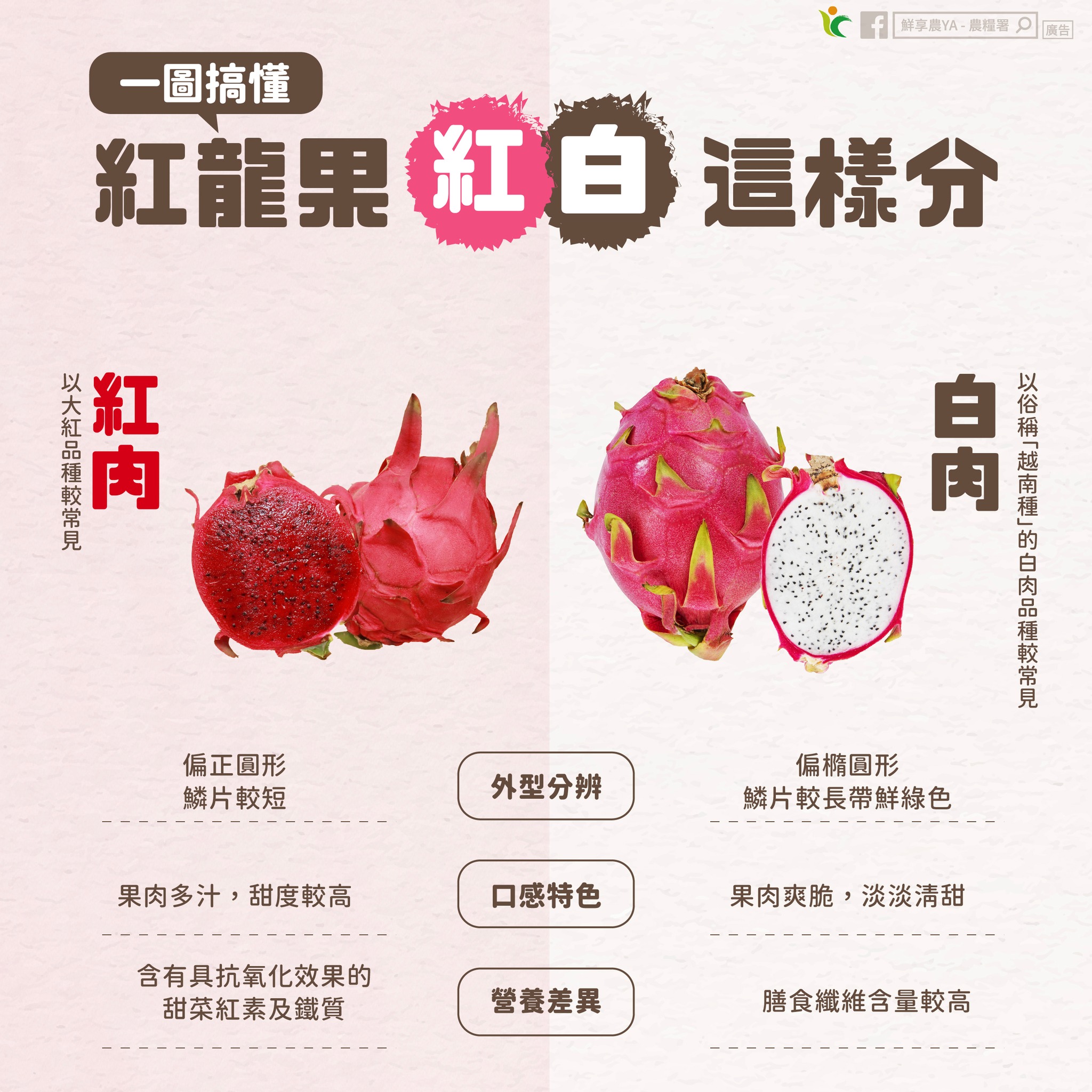 一圖搞懂 紅龍果「紅肉、白肉」這樣分