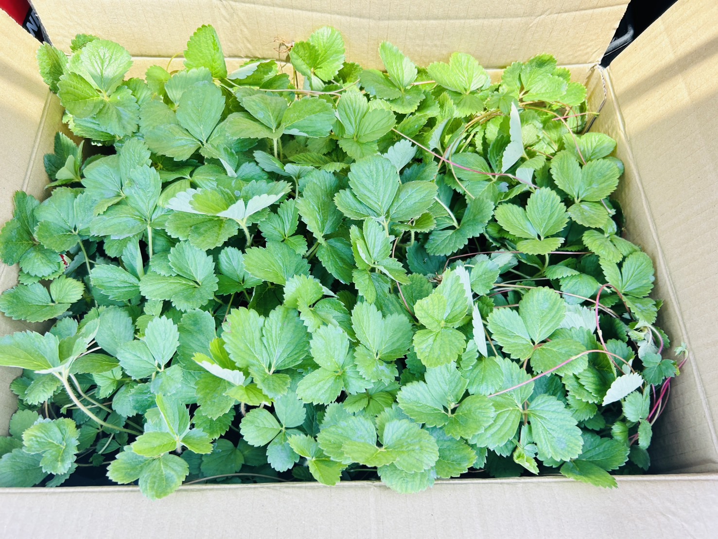 Figure 1.Selecting healthy mother plants to prevent the risk of pathogen transmission