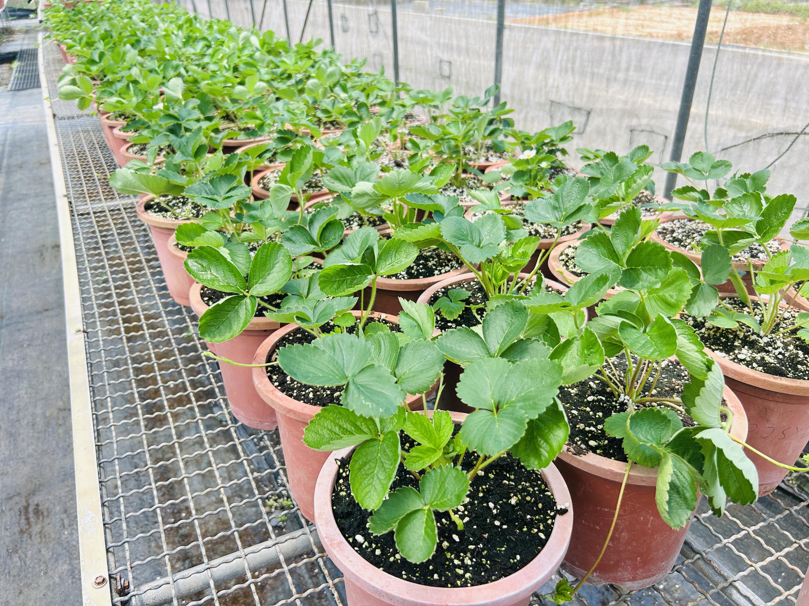 Figure 2.Choosing clean and suitable media to promote root health