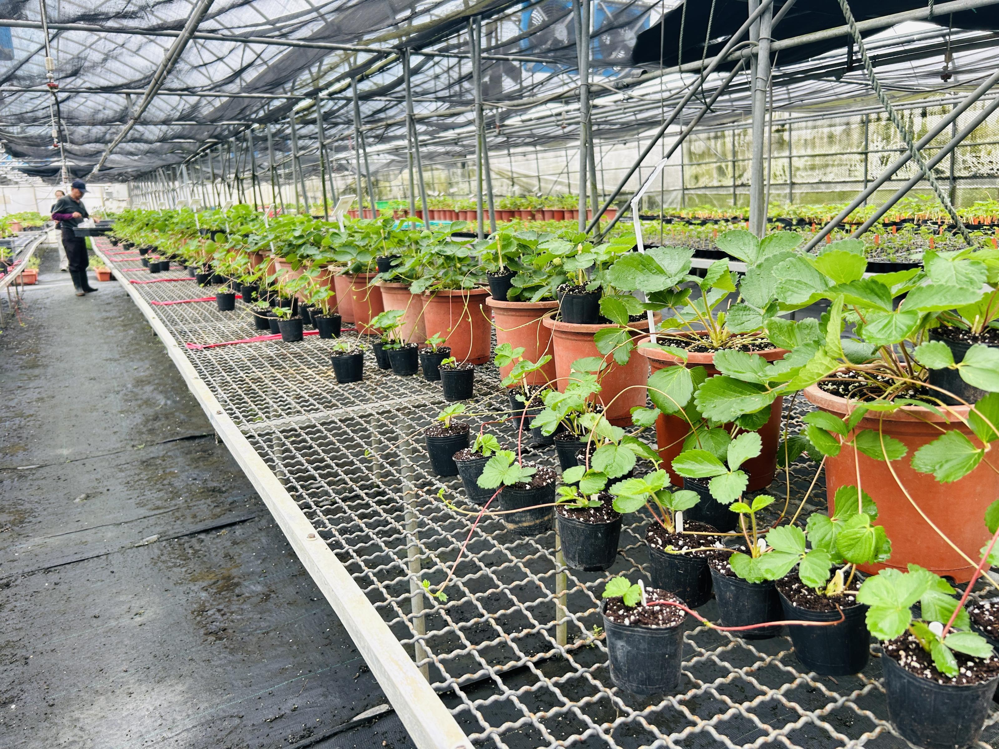 Figure 3.Regulating nursery microclimate to reduce heat stress and strengthening disease inspection
