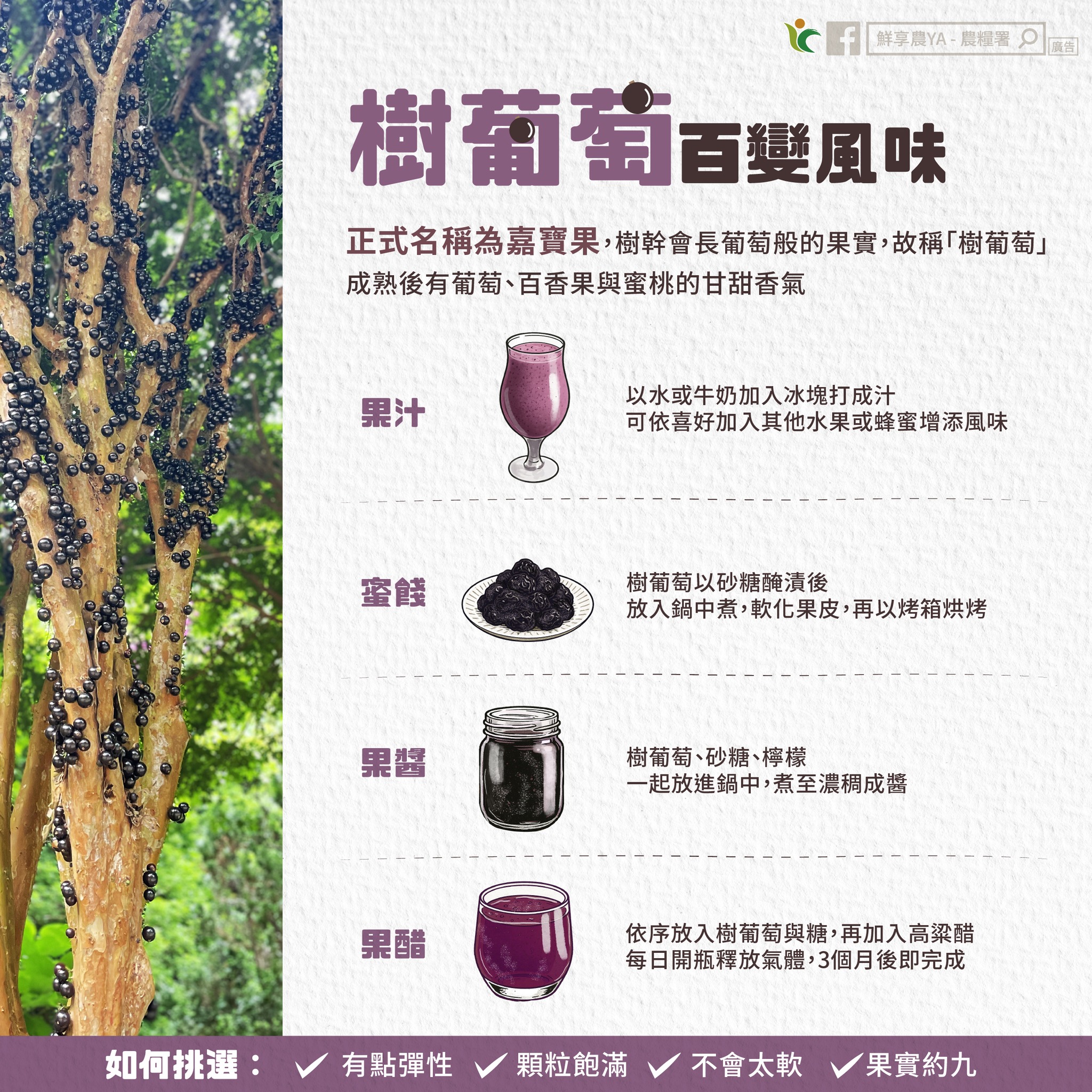 長在樹上的葡萄～樹葡萄