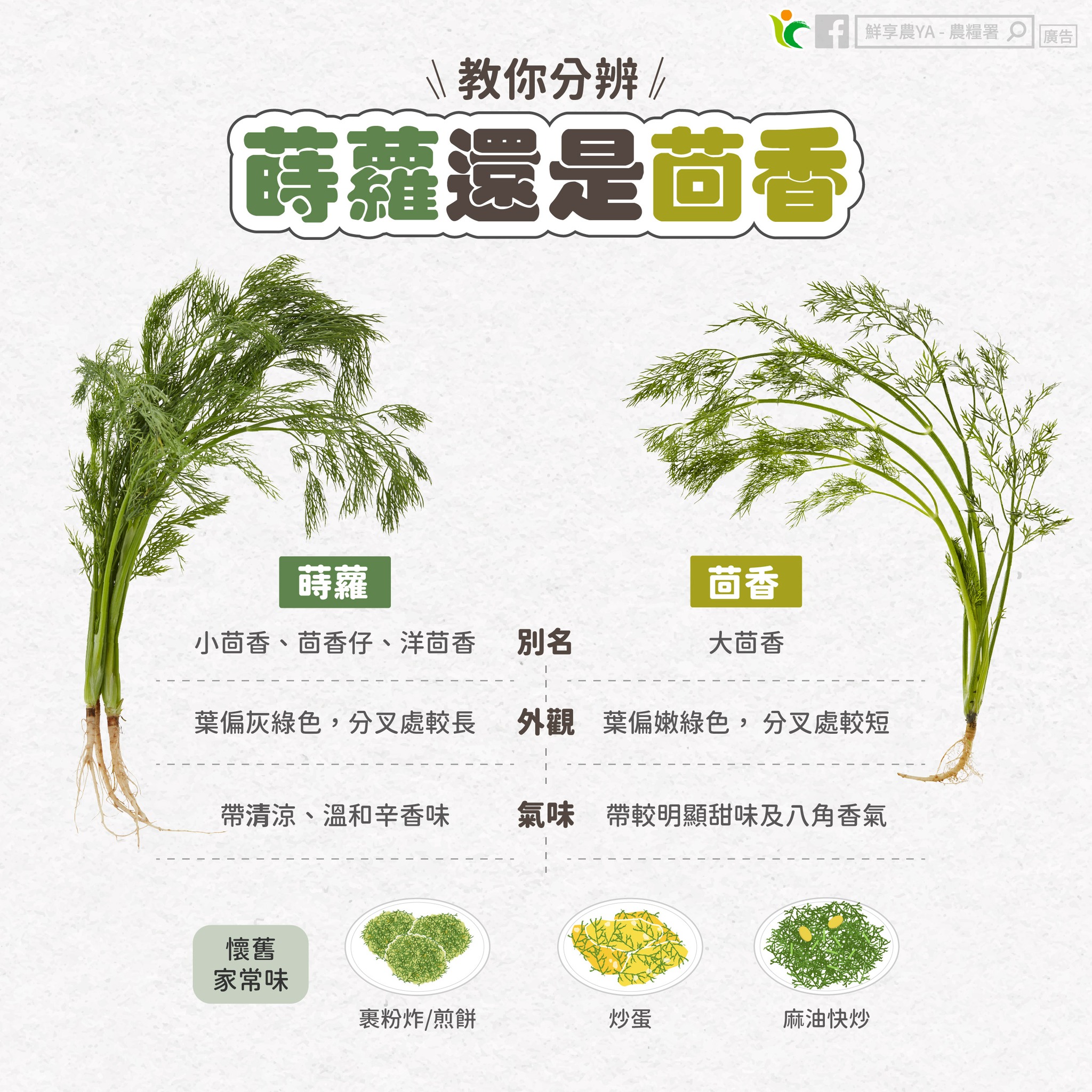 到底是「蒔蘿」還是「茴香」